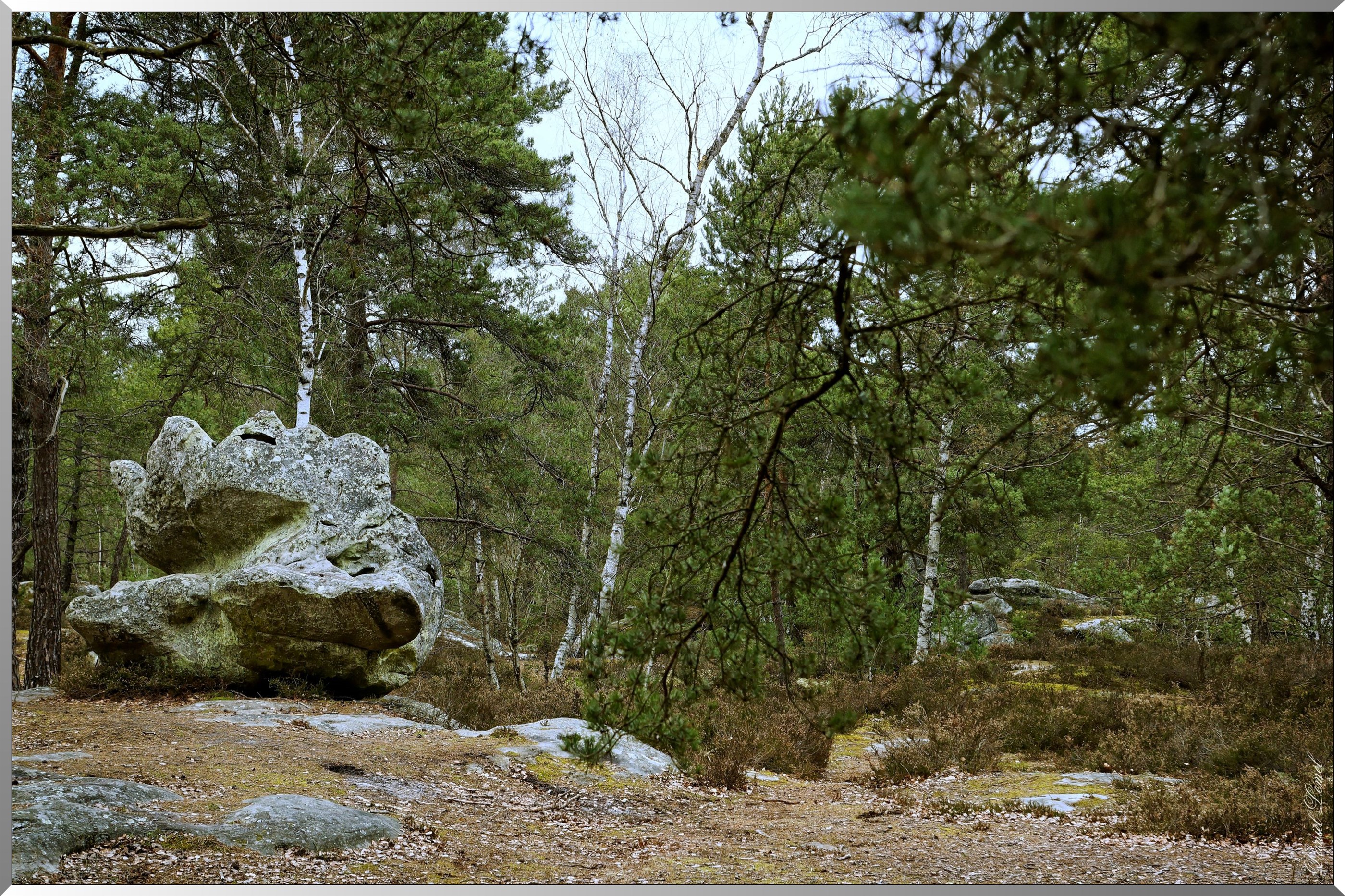 Forêt de Fontainebleau