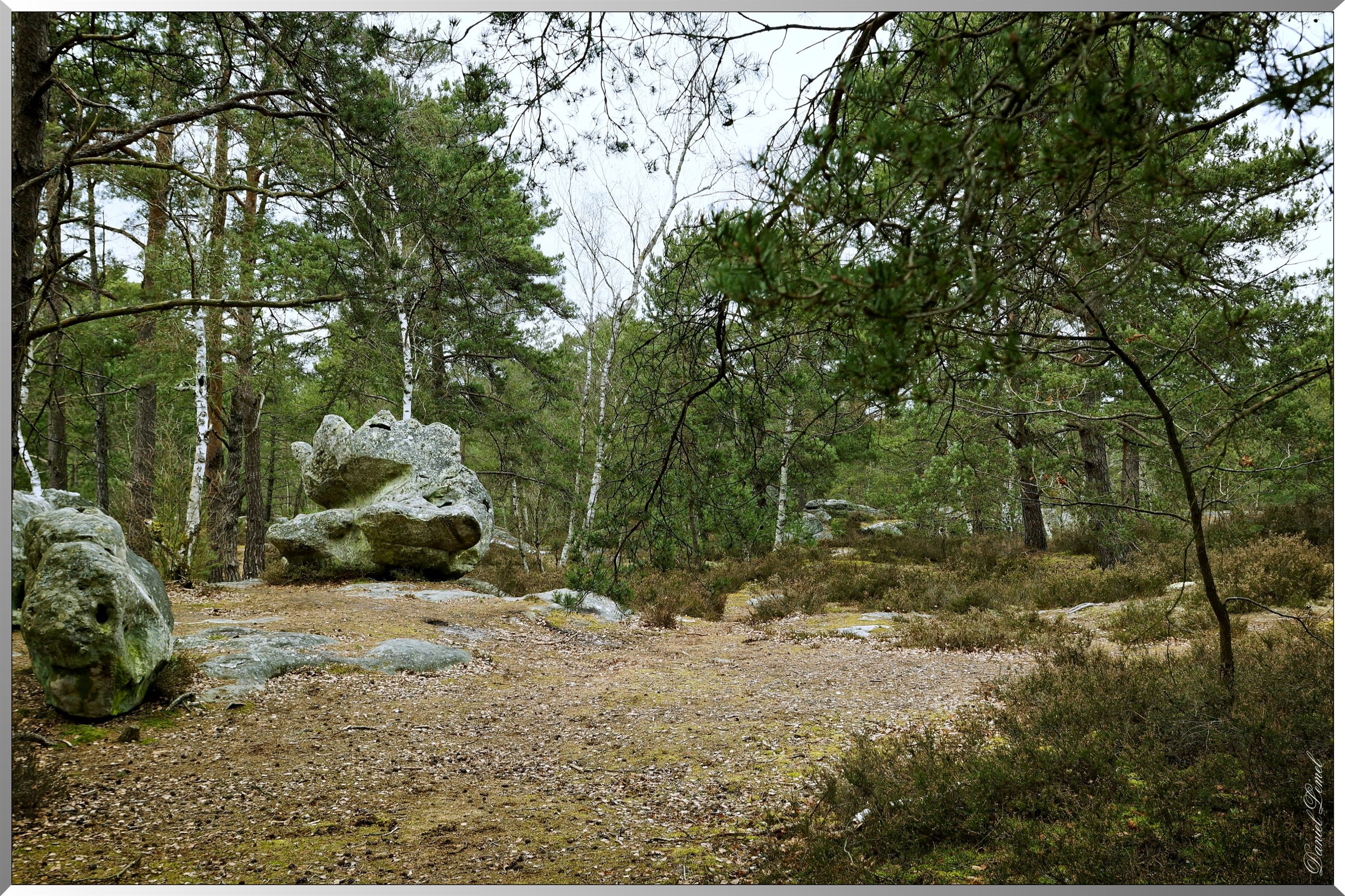 Forêt de Fontainebleau