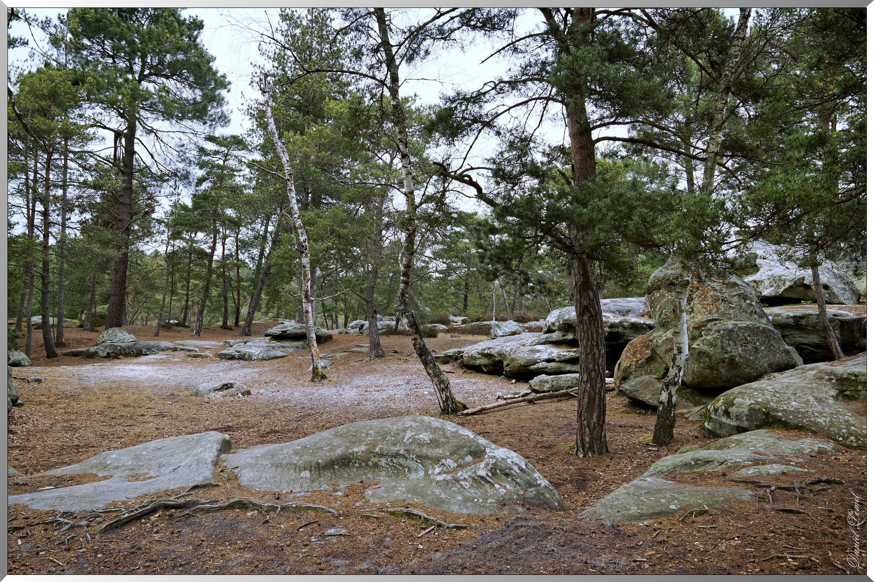 Forêt de Fontainebleau
