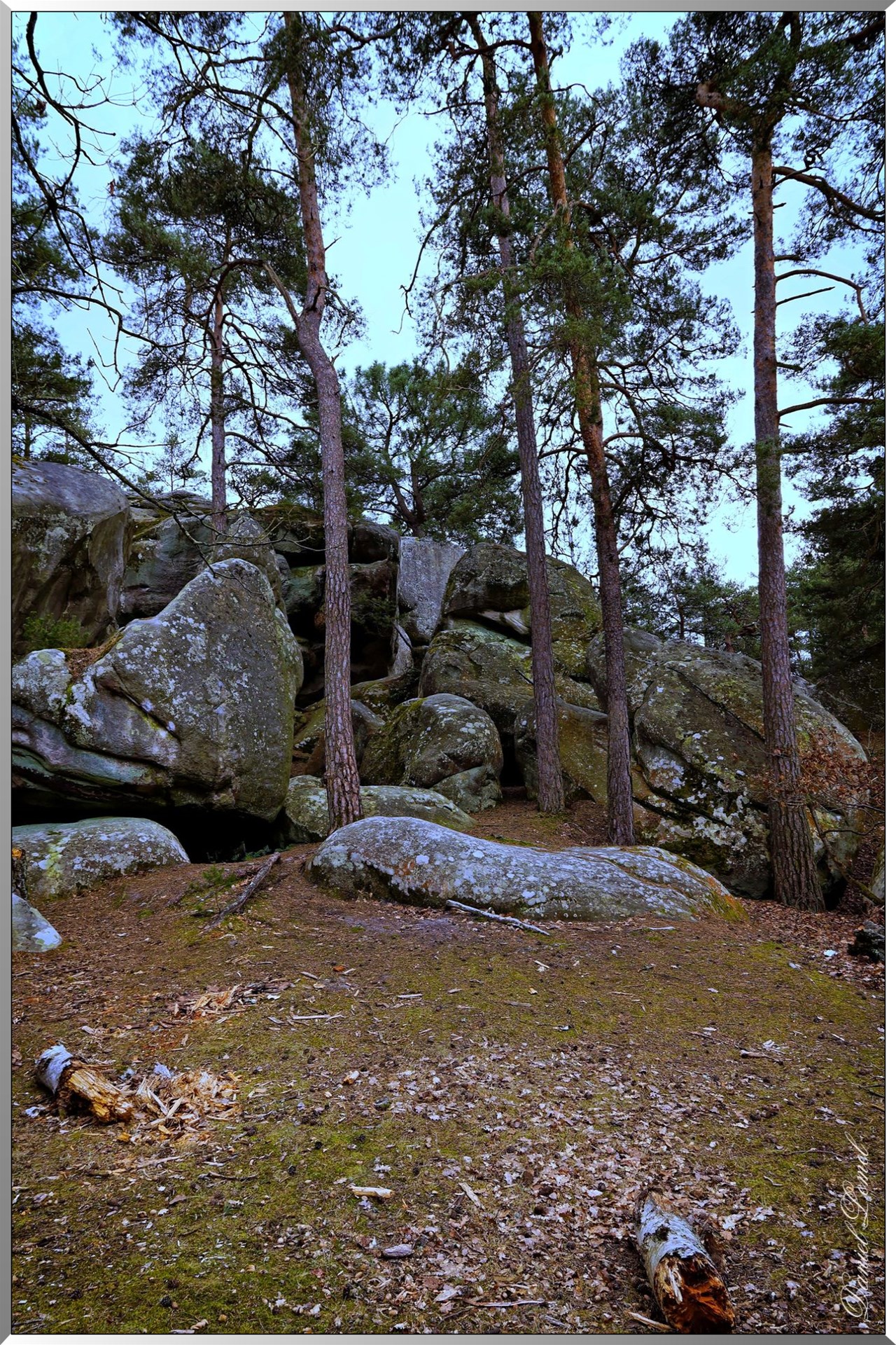 Forêt de Fontainebleau