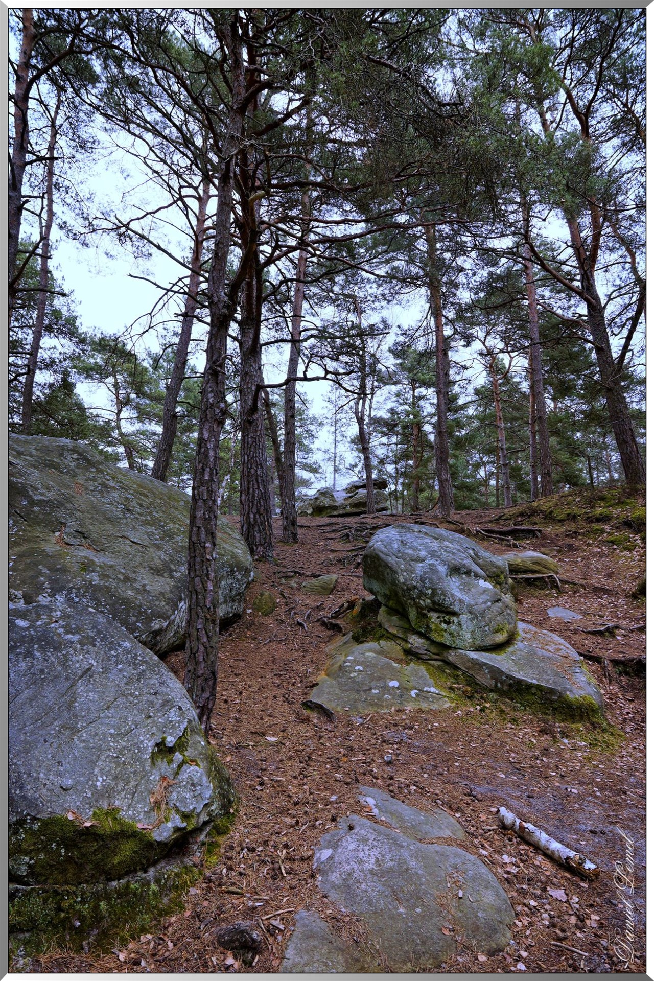 Forêt de Fontainebleau