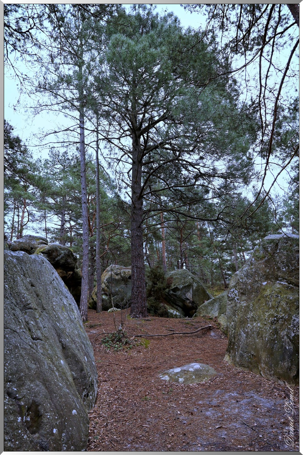 Forêt de Fontainebleau