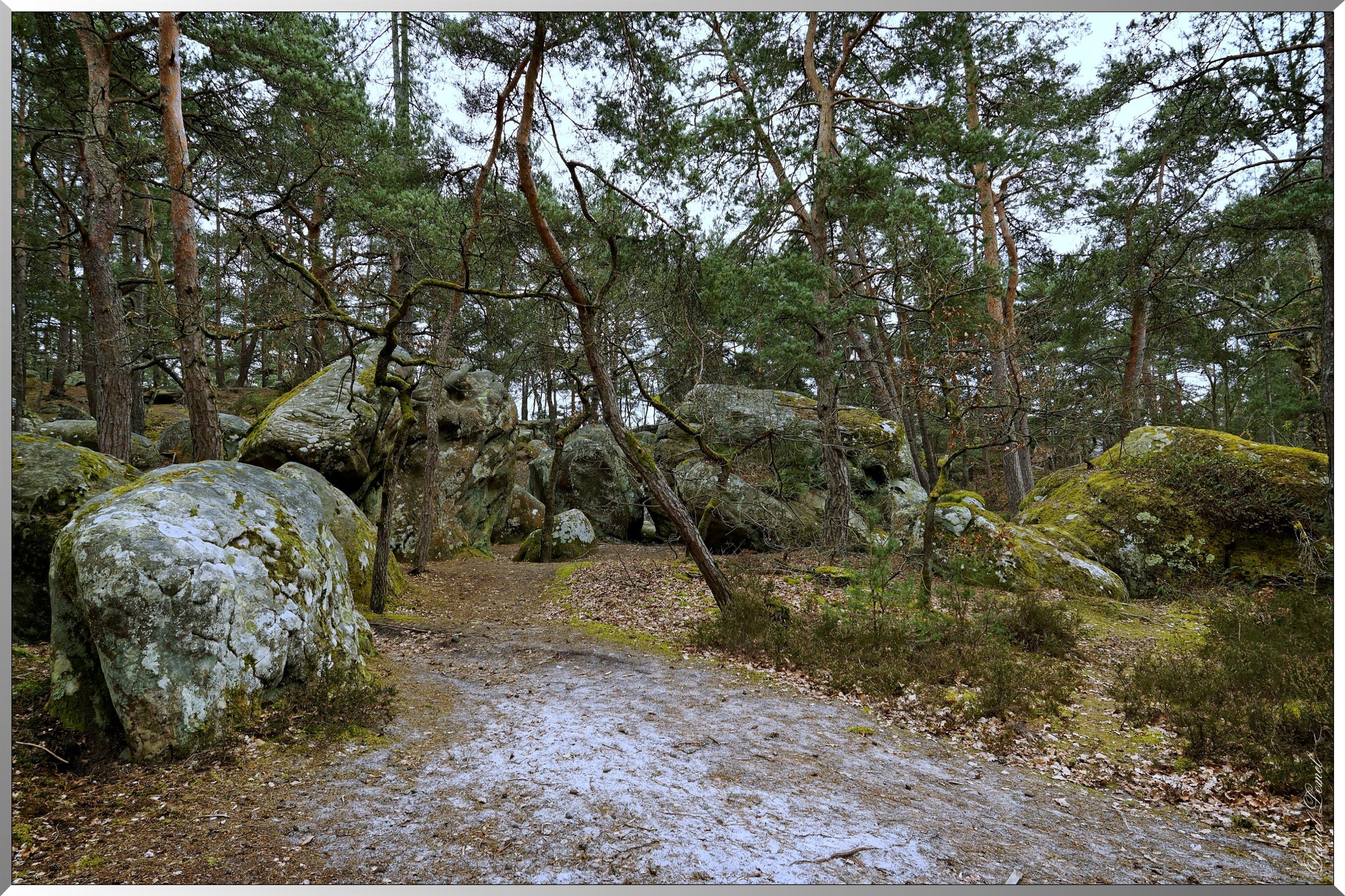 Forêt de Fontainebleau