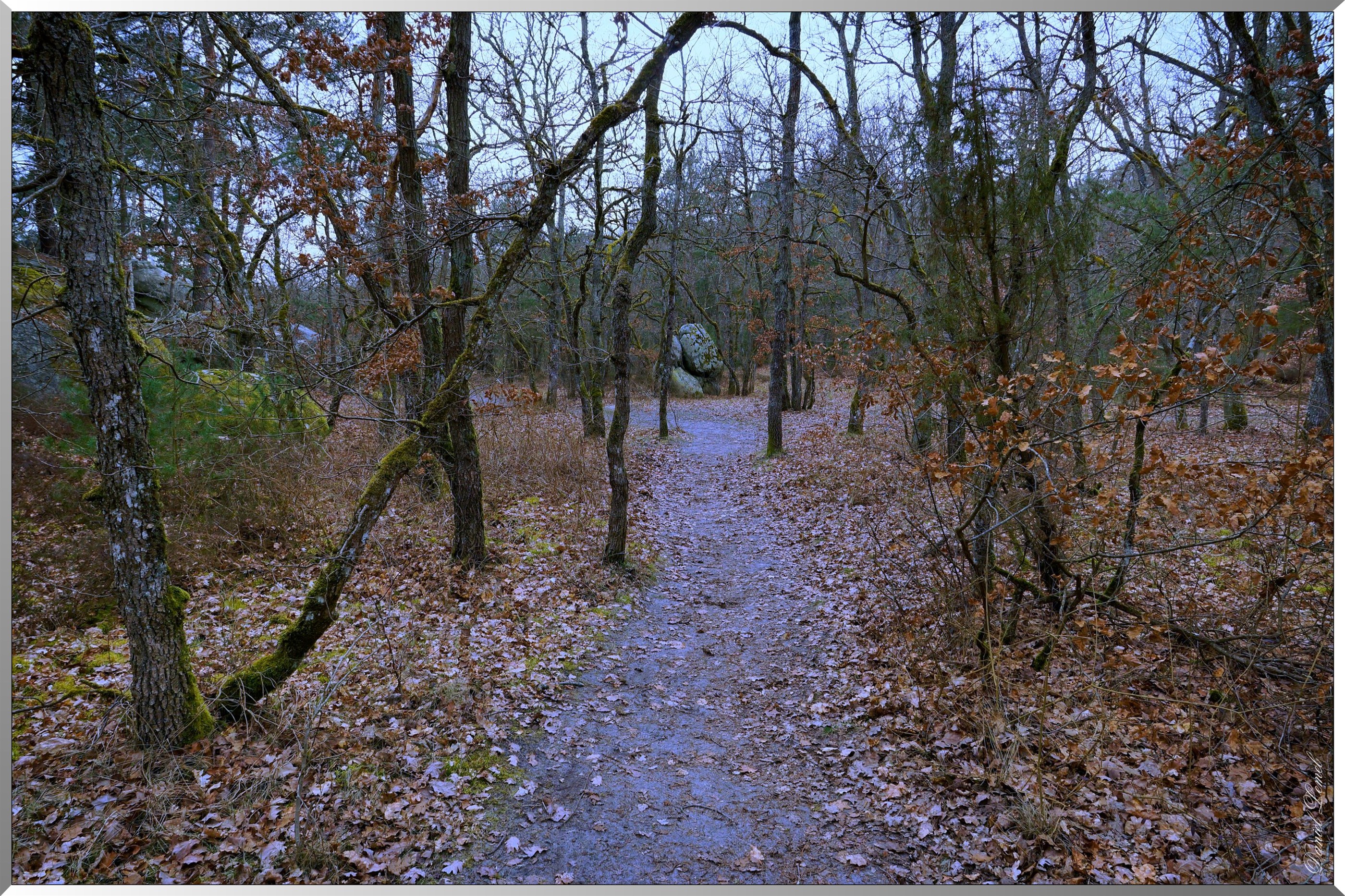 Forêt de Fontainebleau