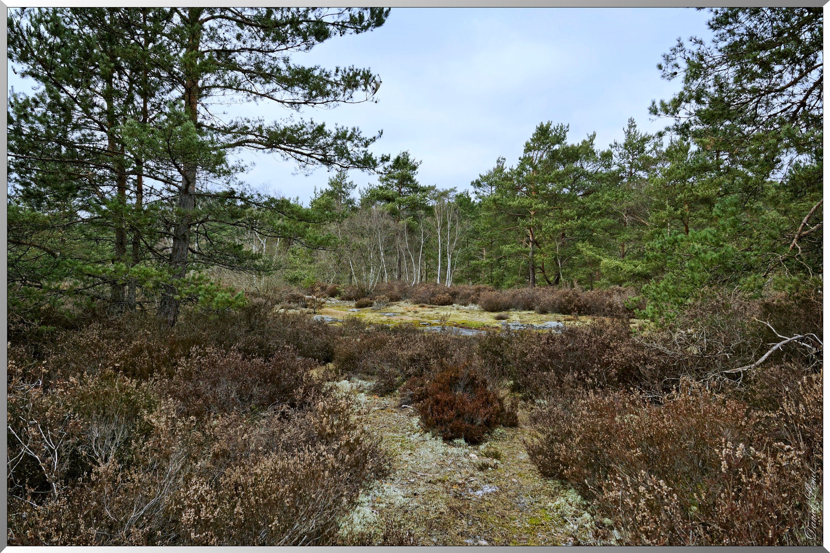 Forêt de Fontainebleau