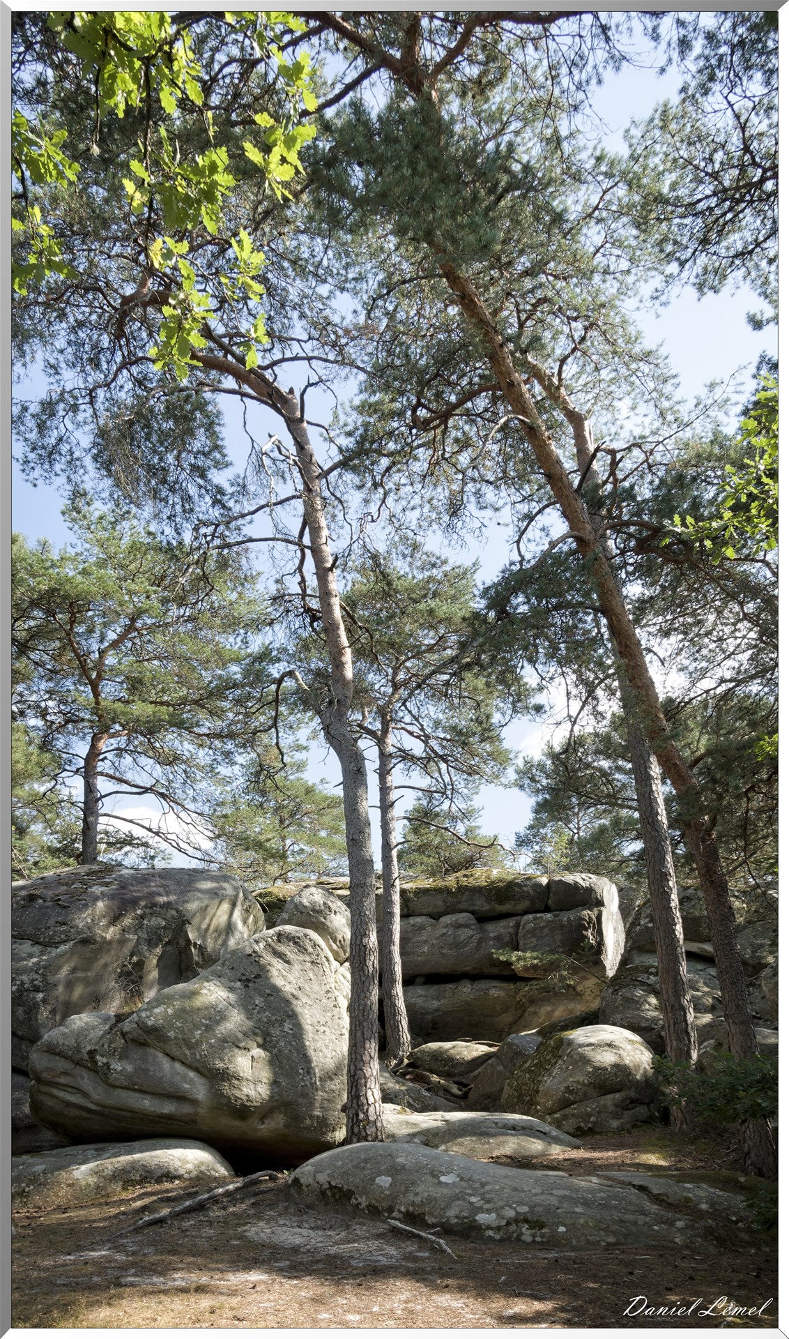 Forêt de Fontainebleau