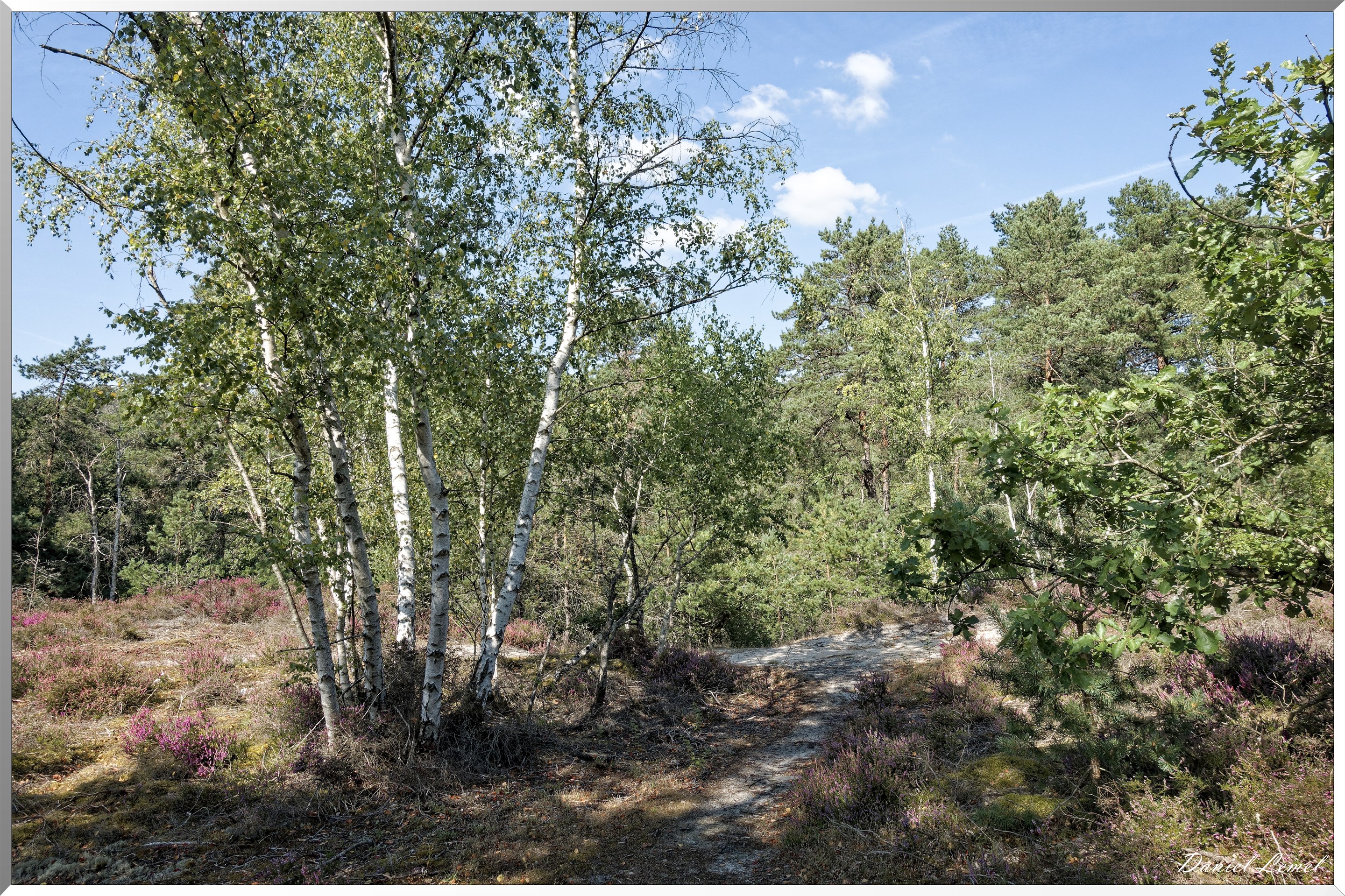 Forêt de Fontainebleau