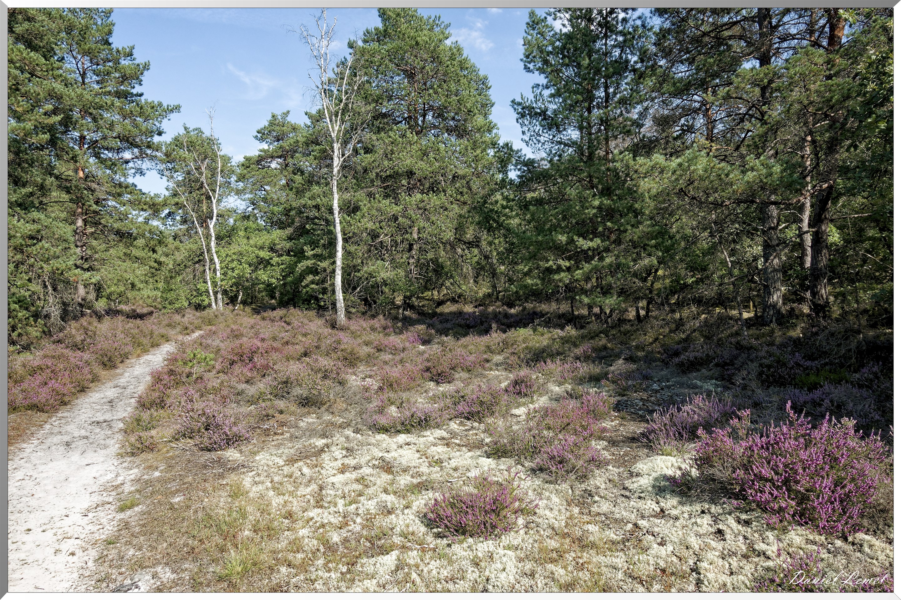 Forêt de Fontainebleau