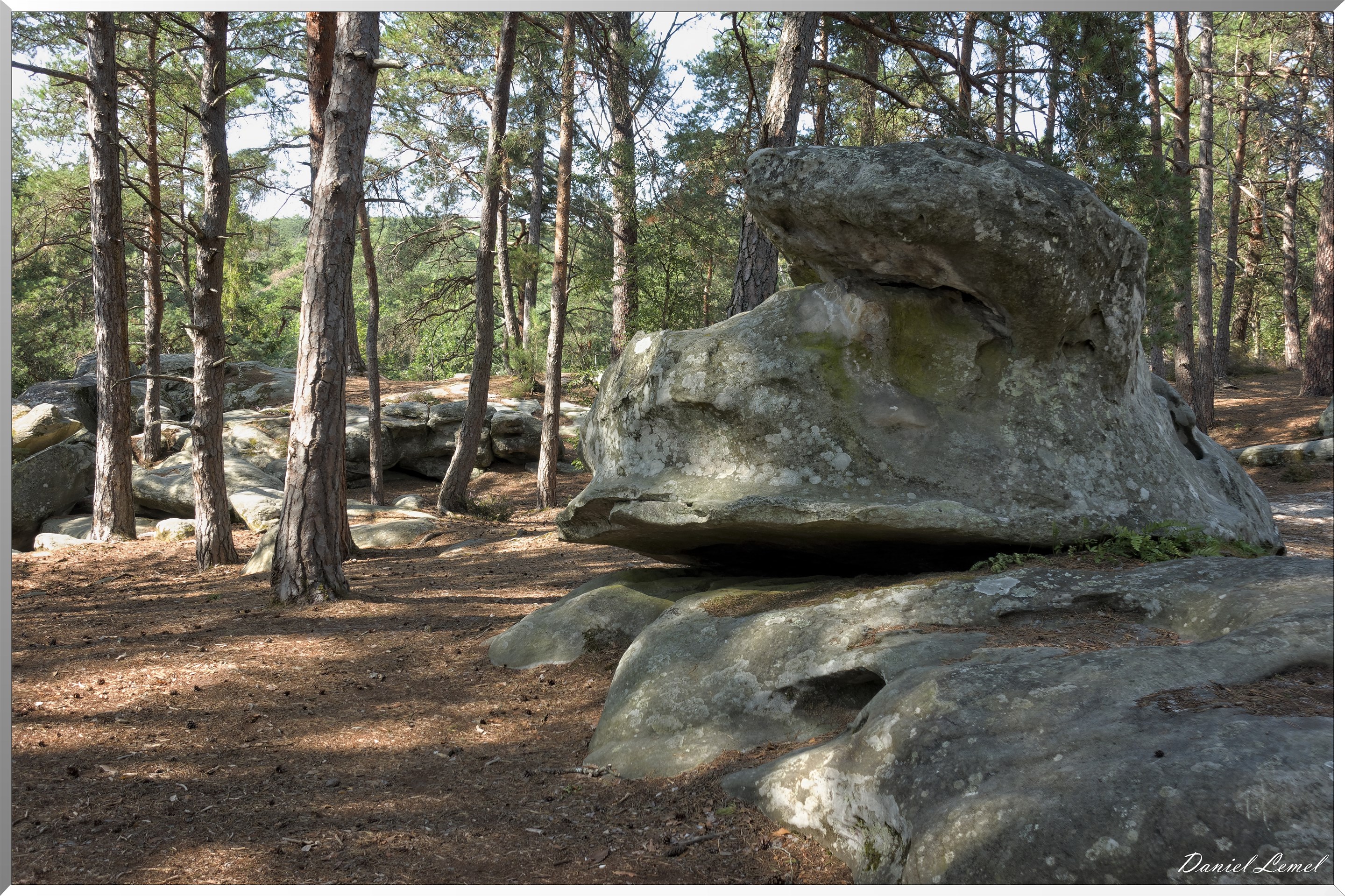Forêt de Fontainebleau