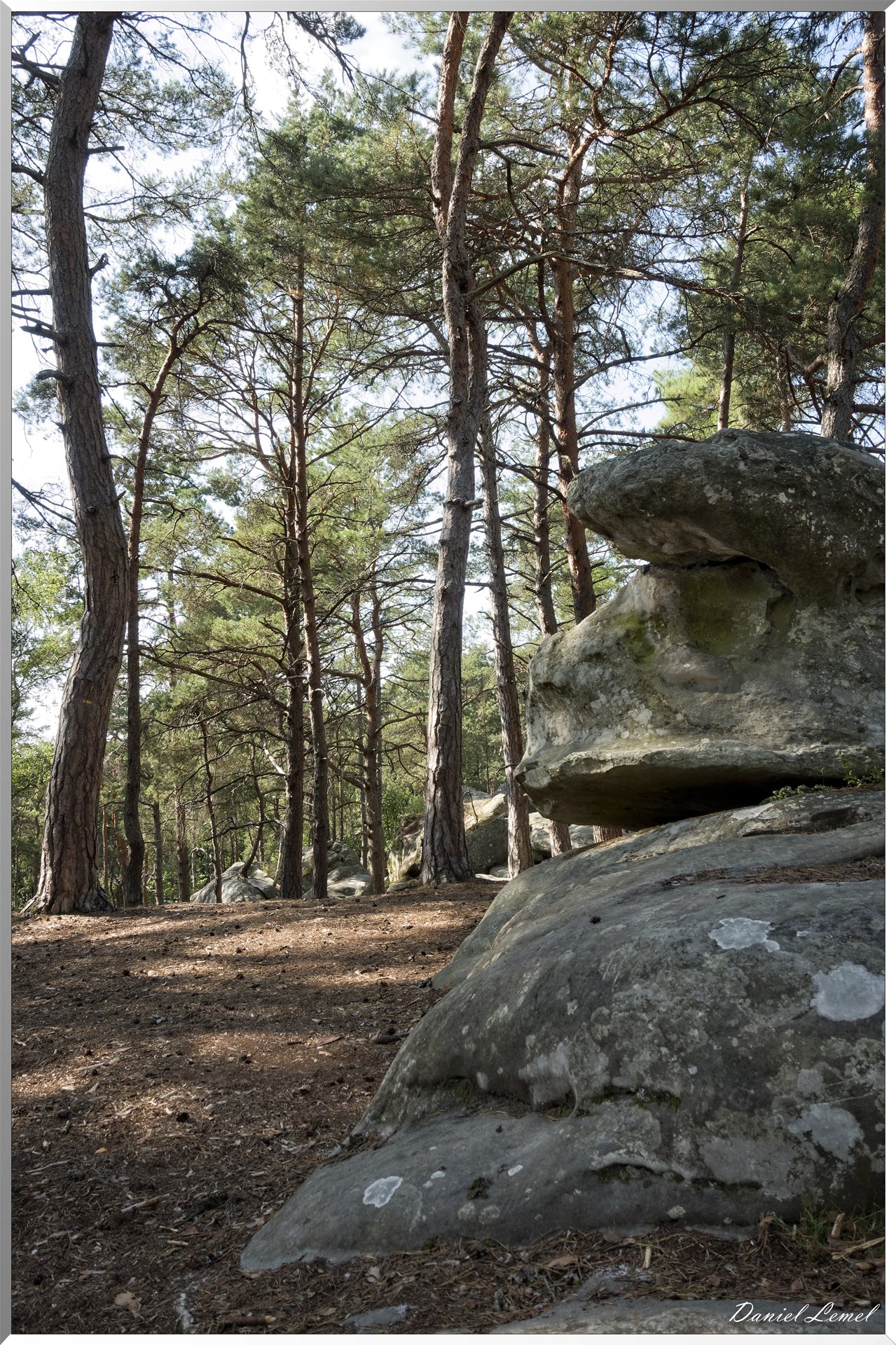 Forêt de Fontainebleau