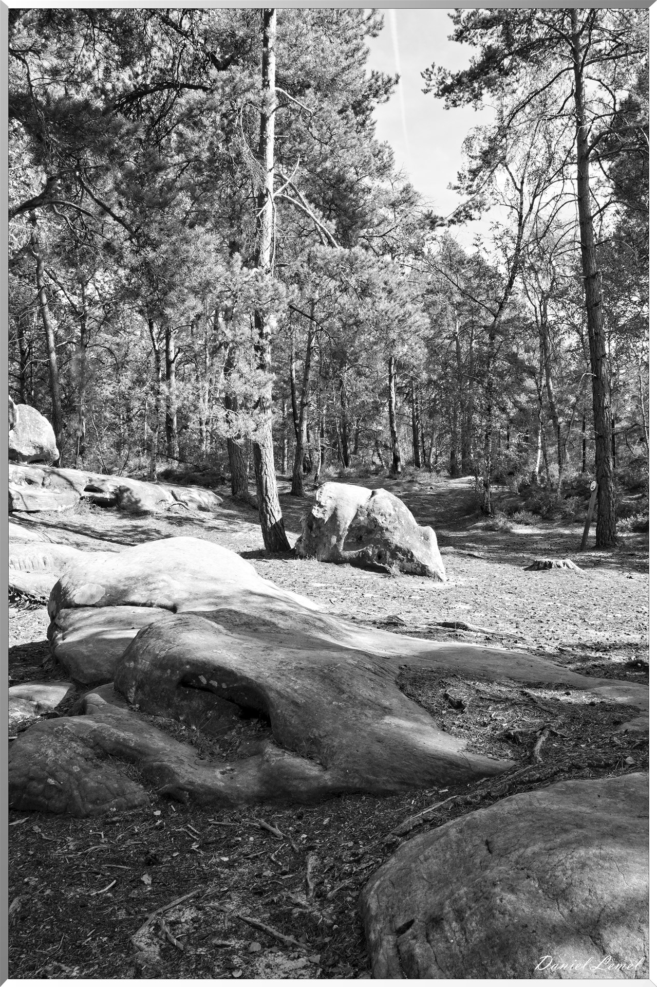 Forêt de Fontainebleau