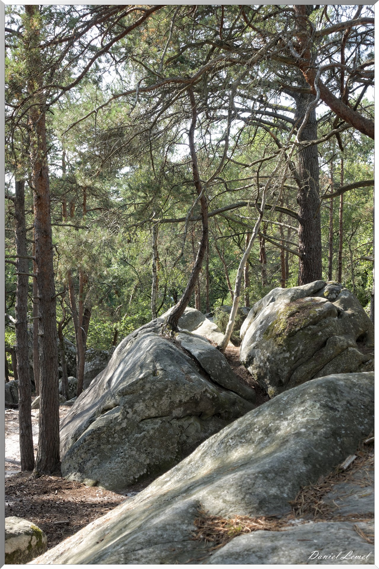 Forêt de Fontainebleau