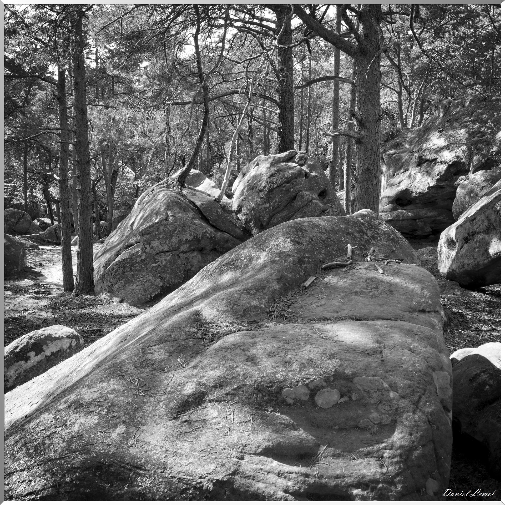 Forêt de Fontainebleau