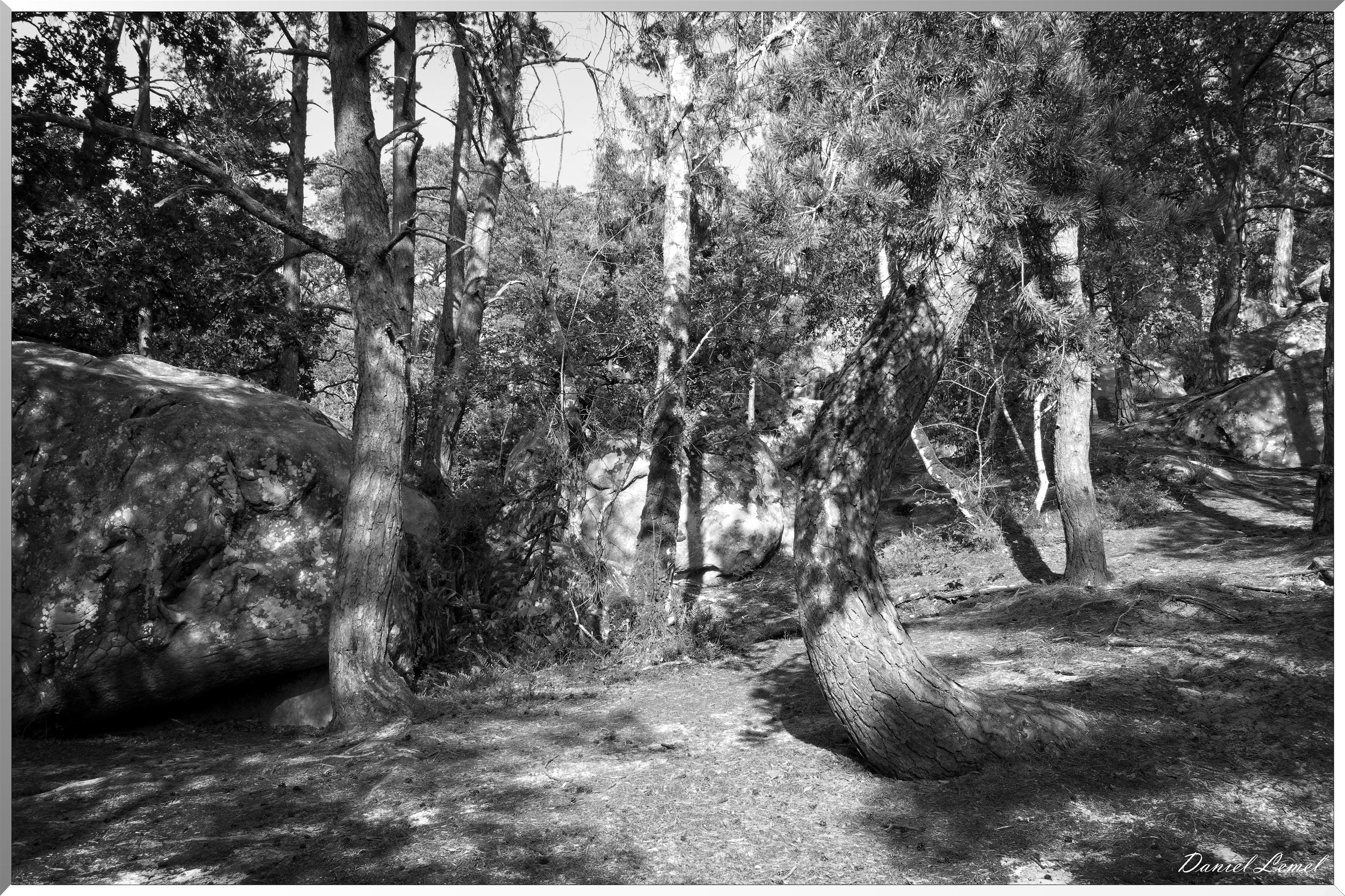 Forêt de Fontainebleau
