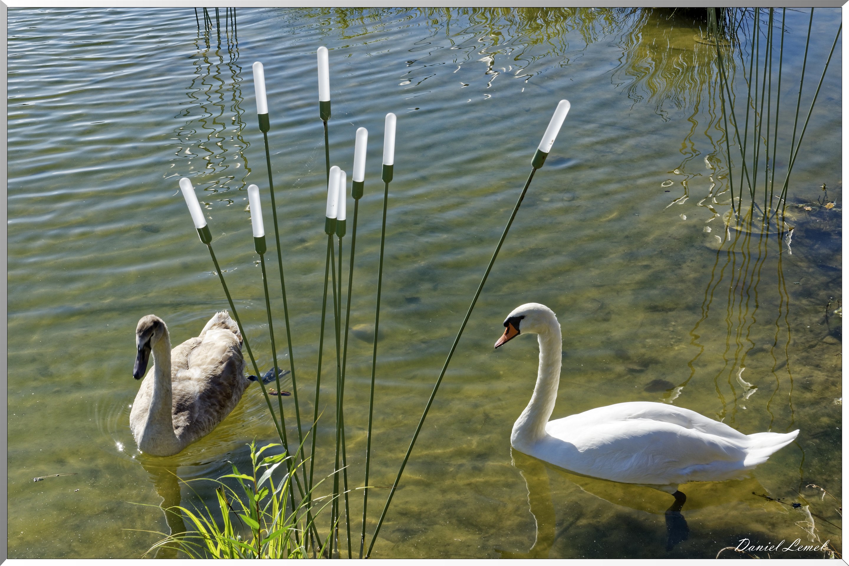 Cygnes