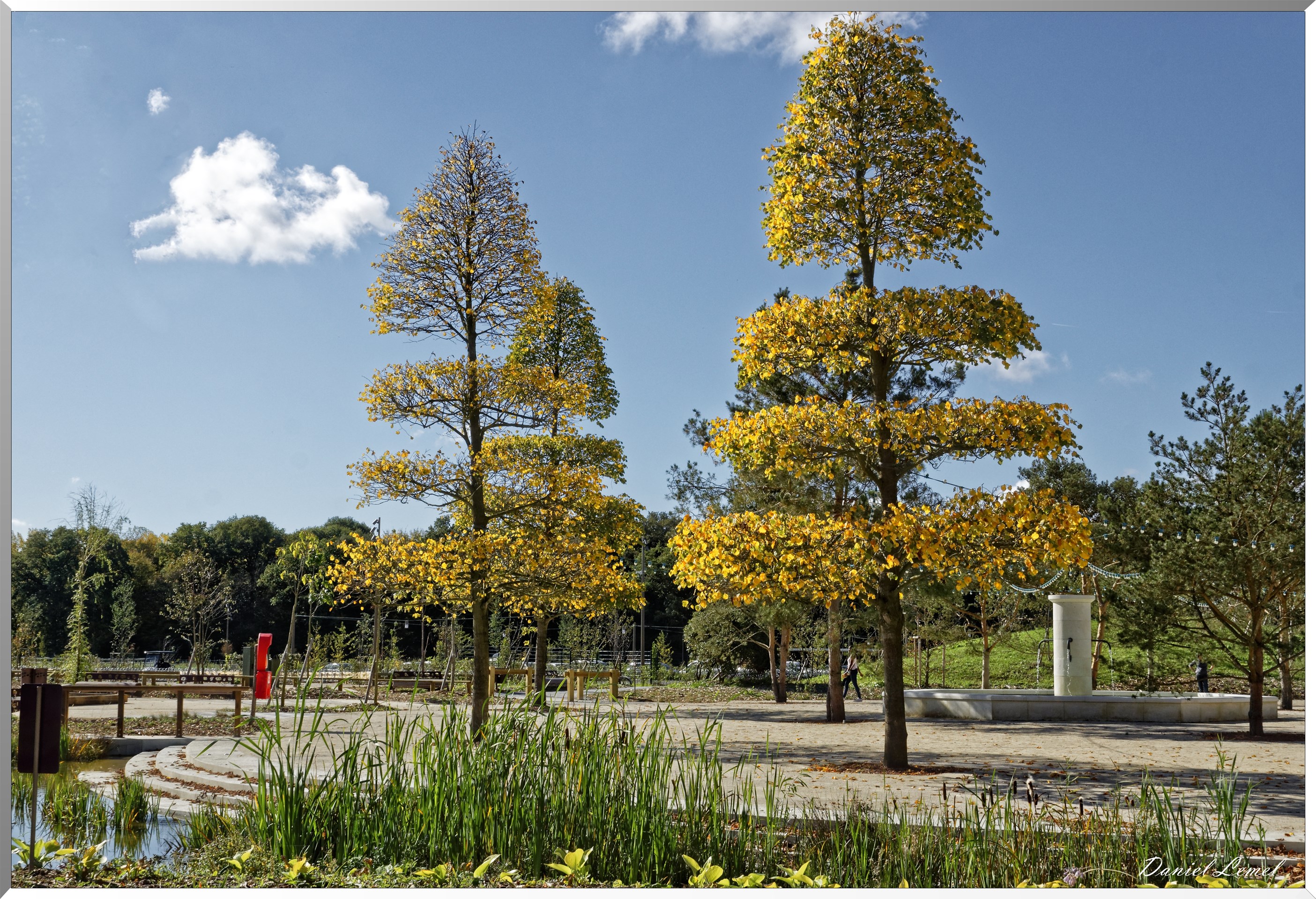 Arbres taillés