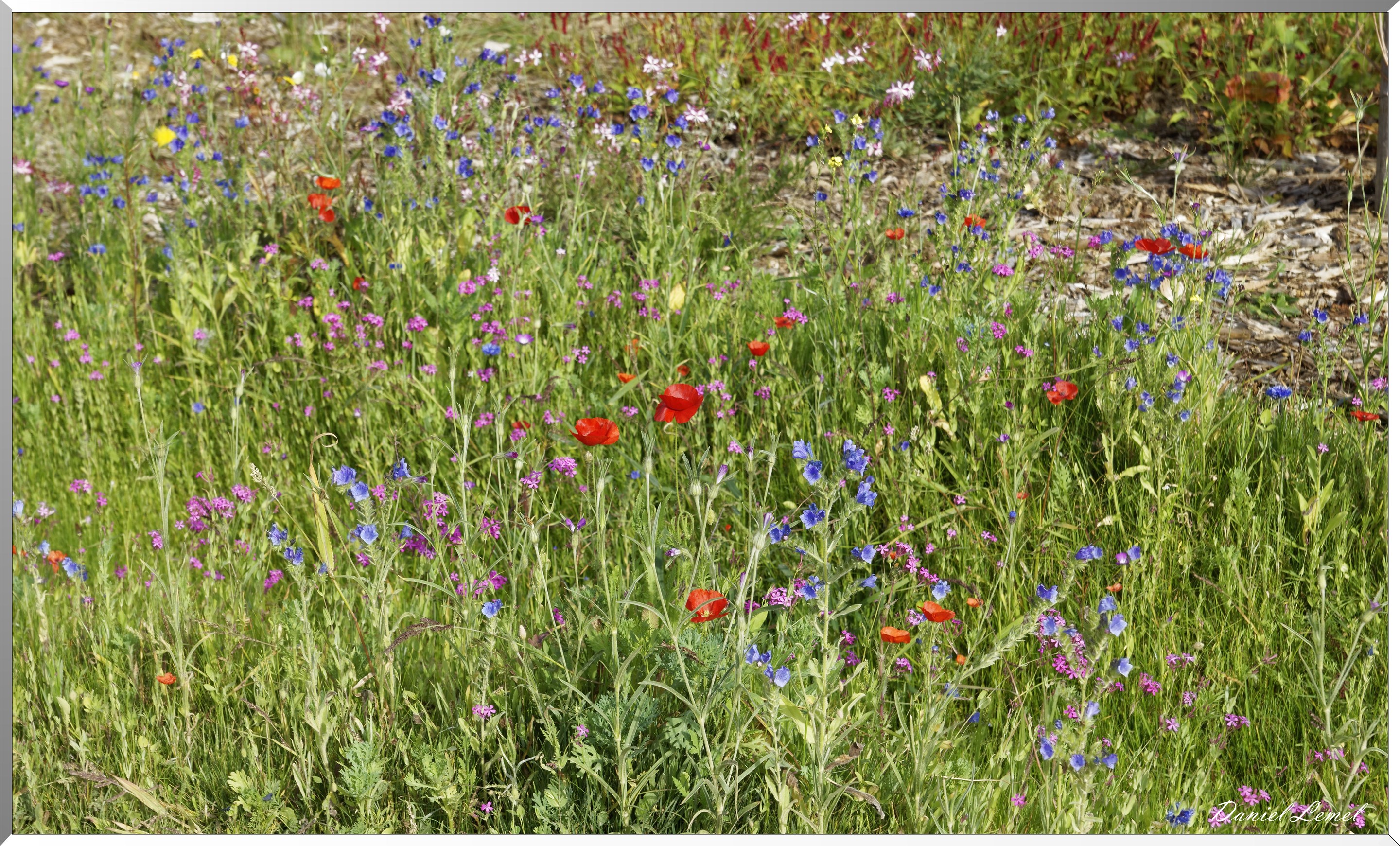 coquelicots