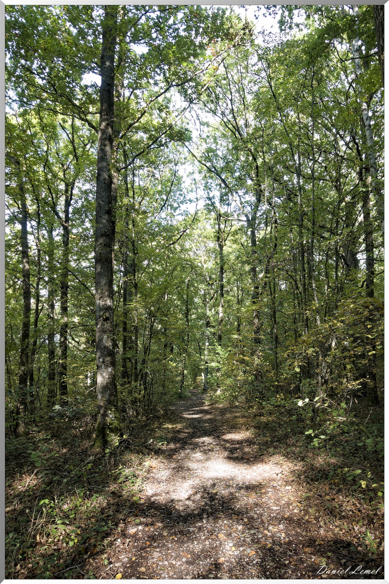 Forêt de la Roche-Guyon