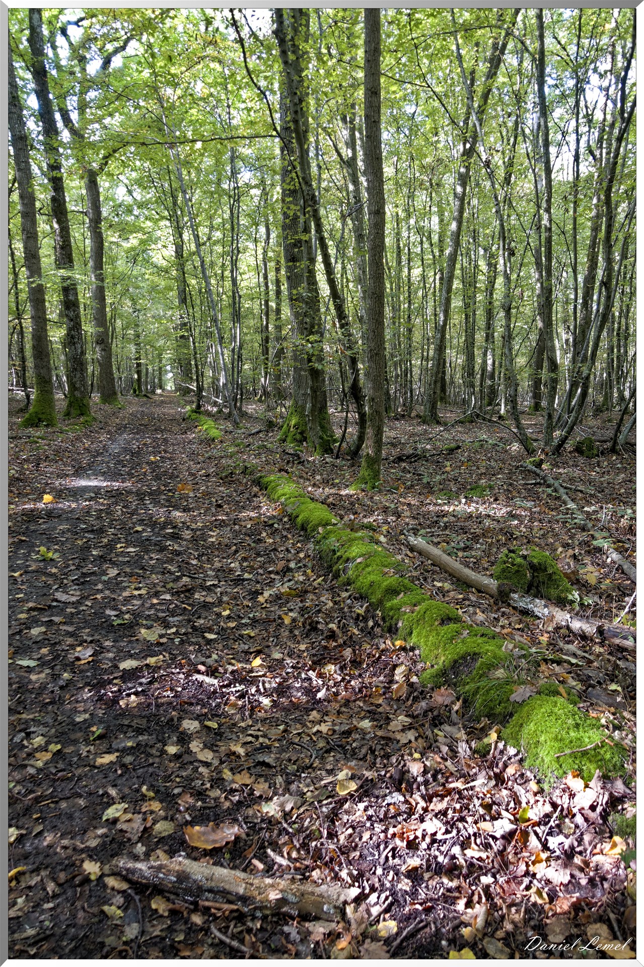 Forêt de la Roche-Guyon