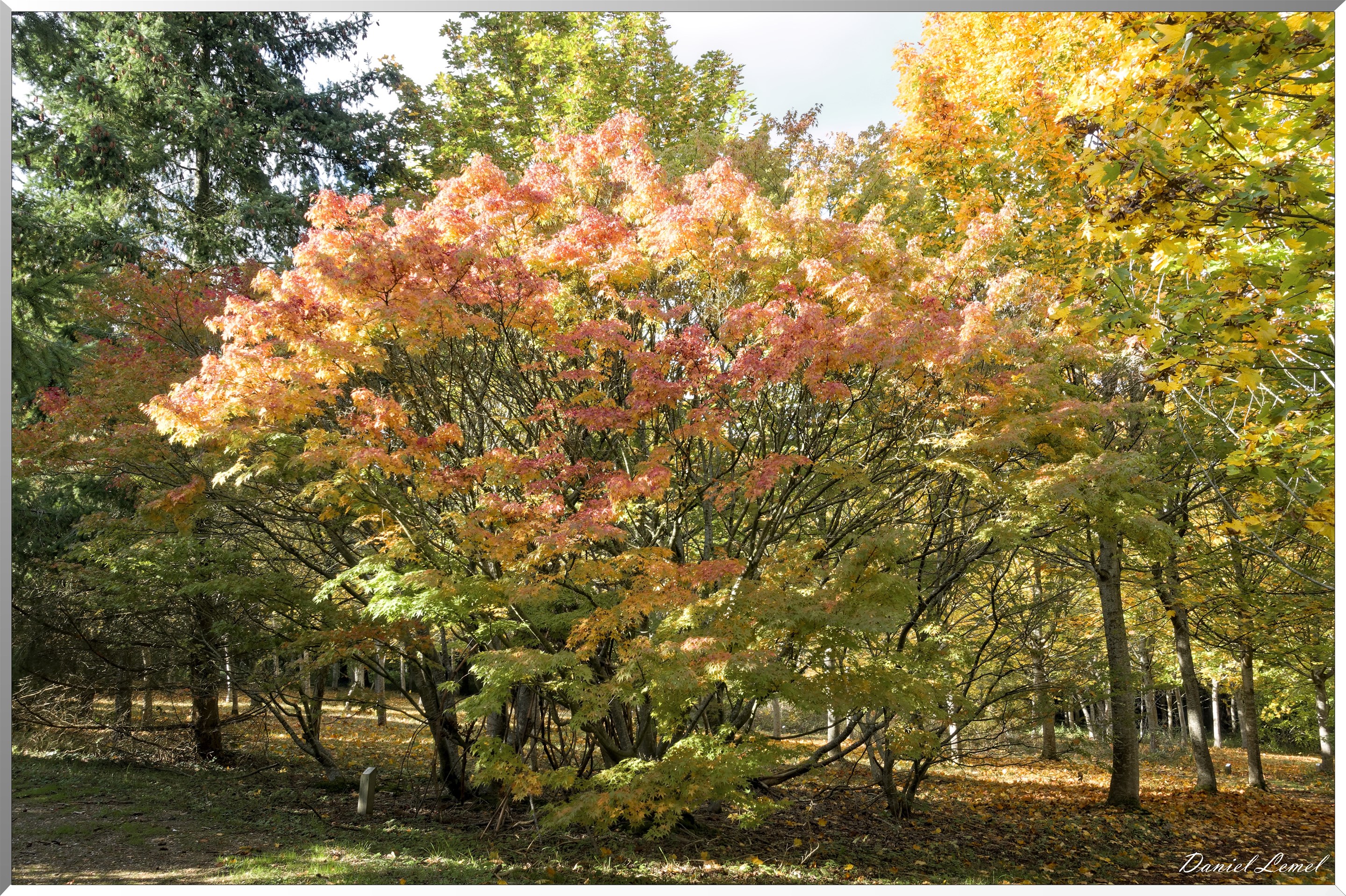 Arborétum