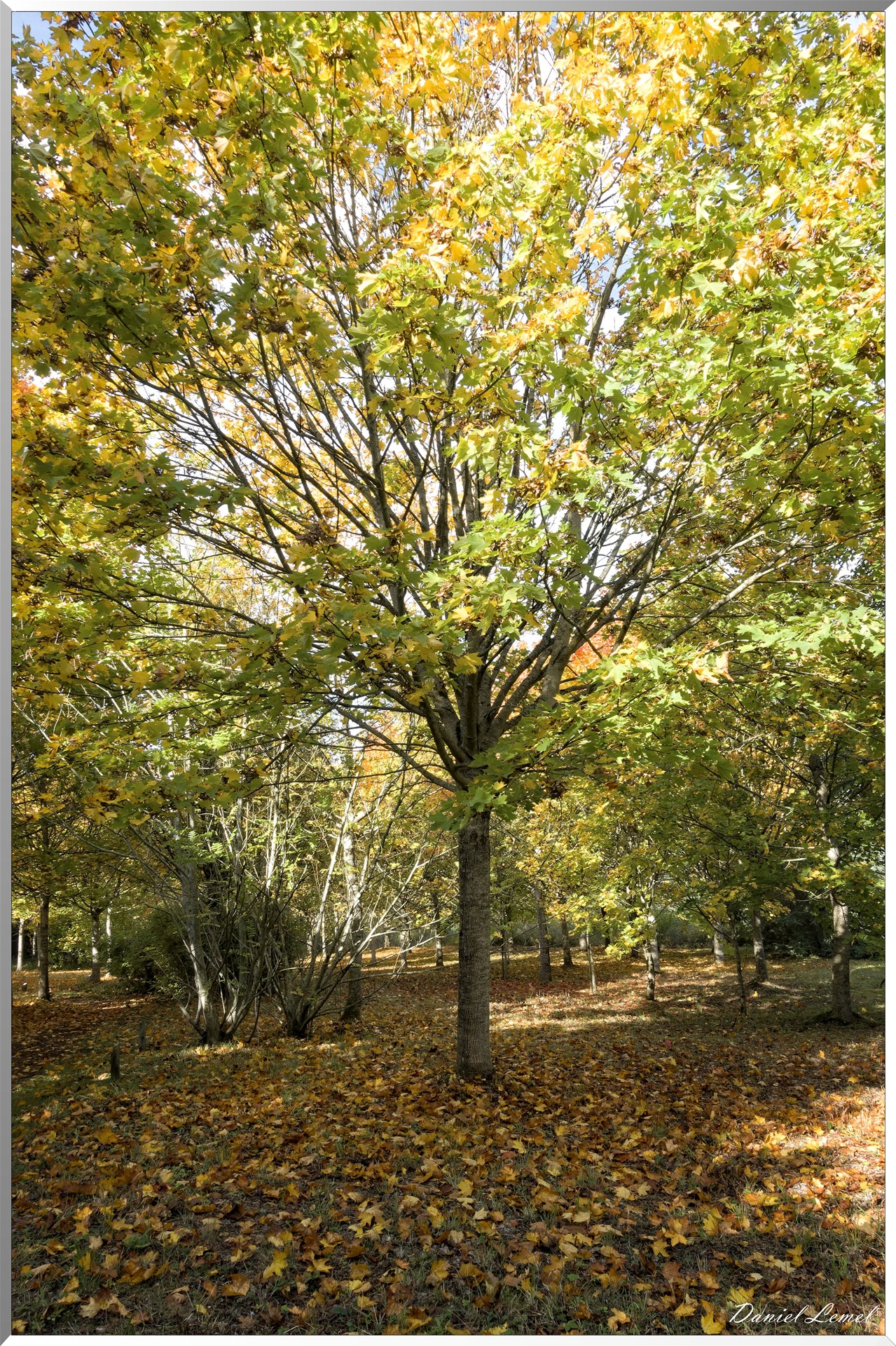 Arborétum
