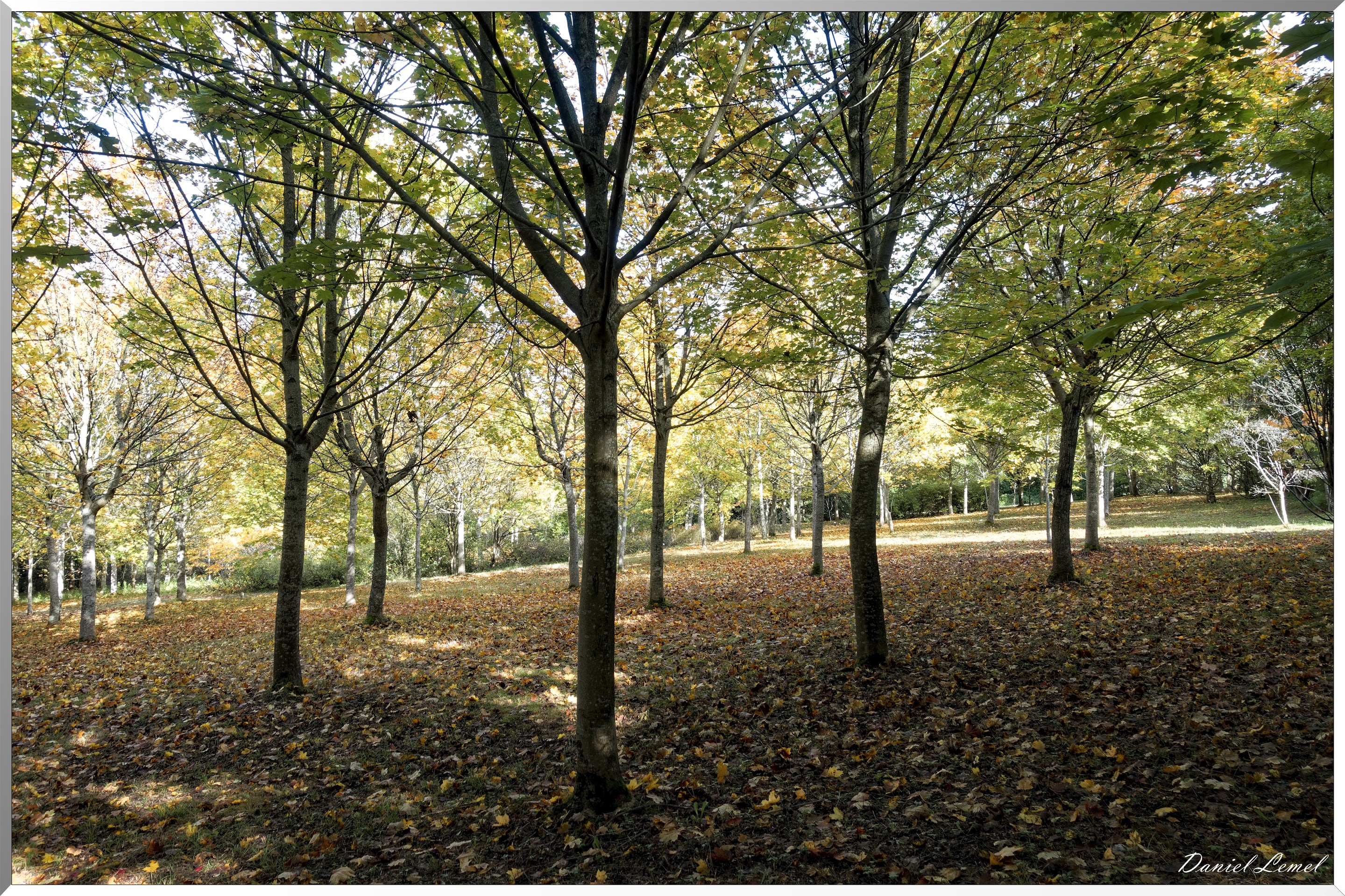 Arborétum