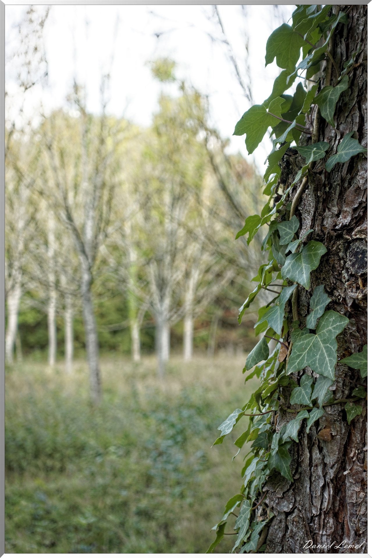 Arborétum