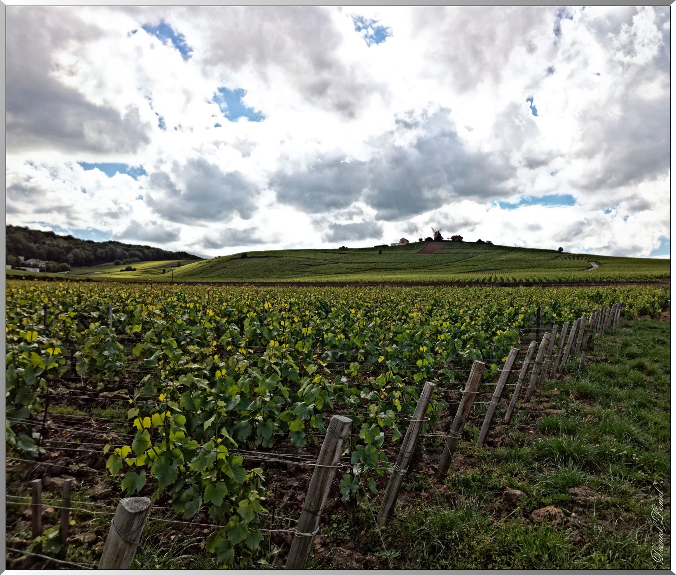 Vignobles et moulin