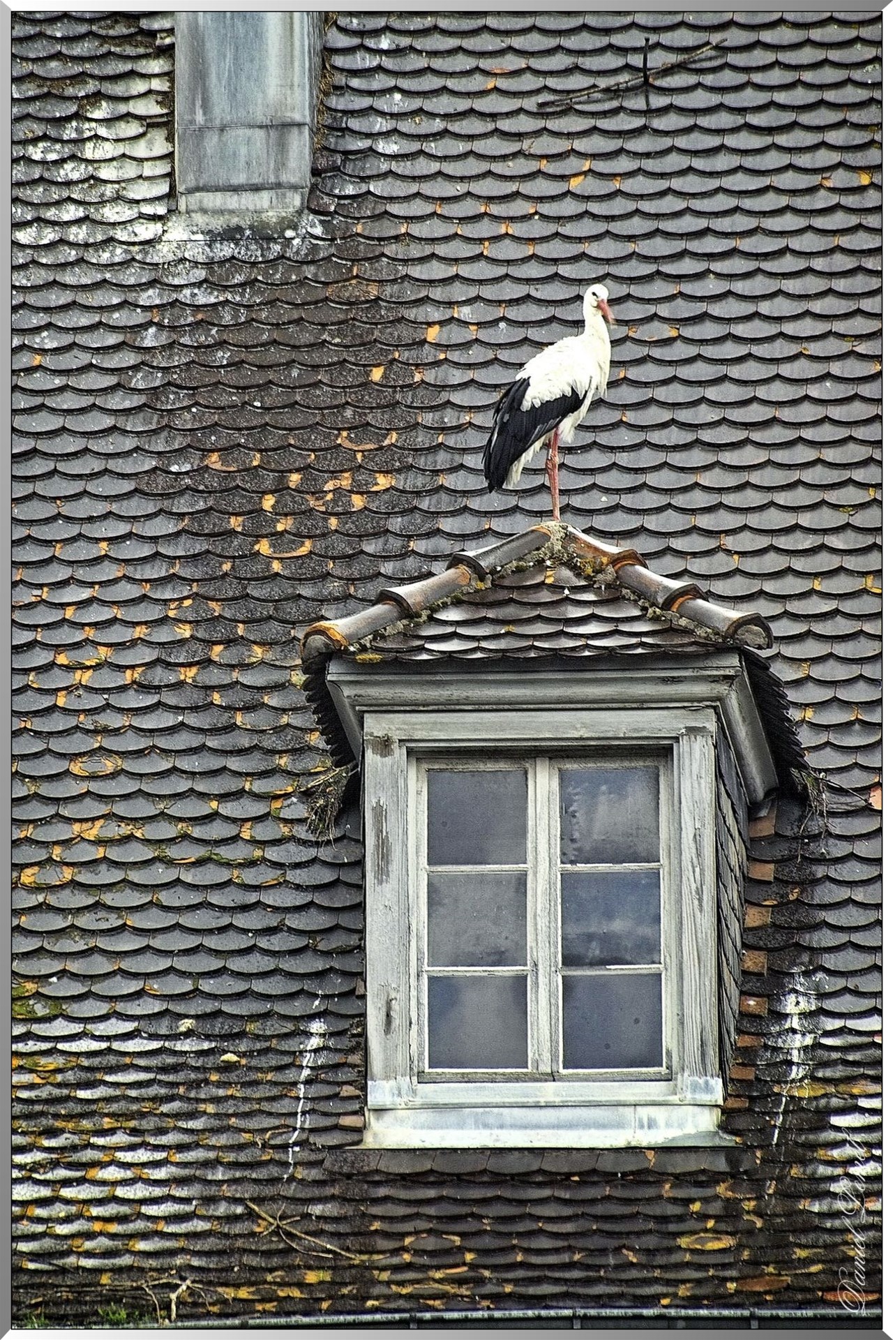Cigogne