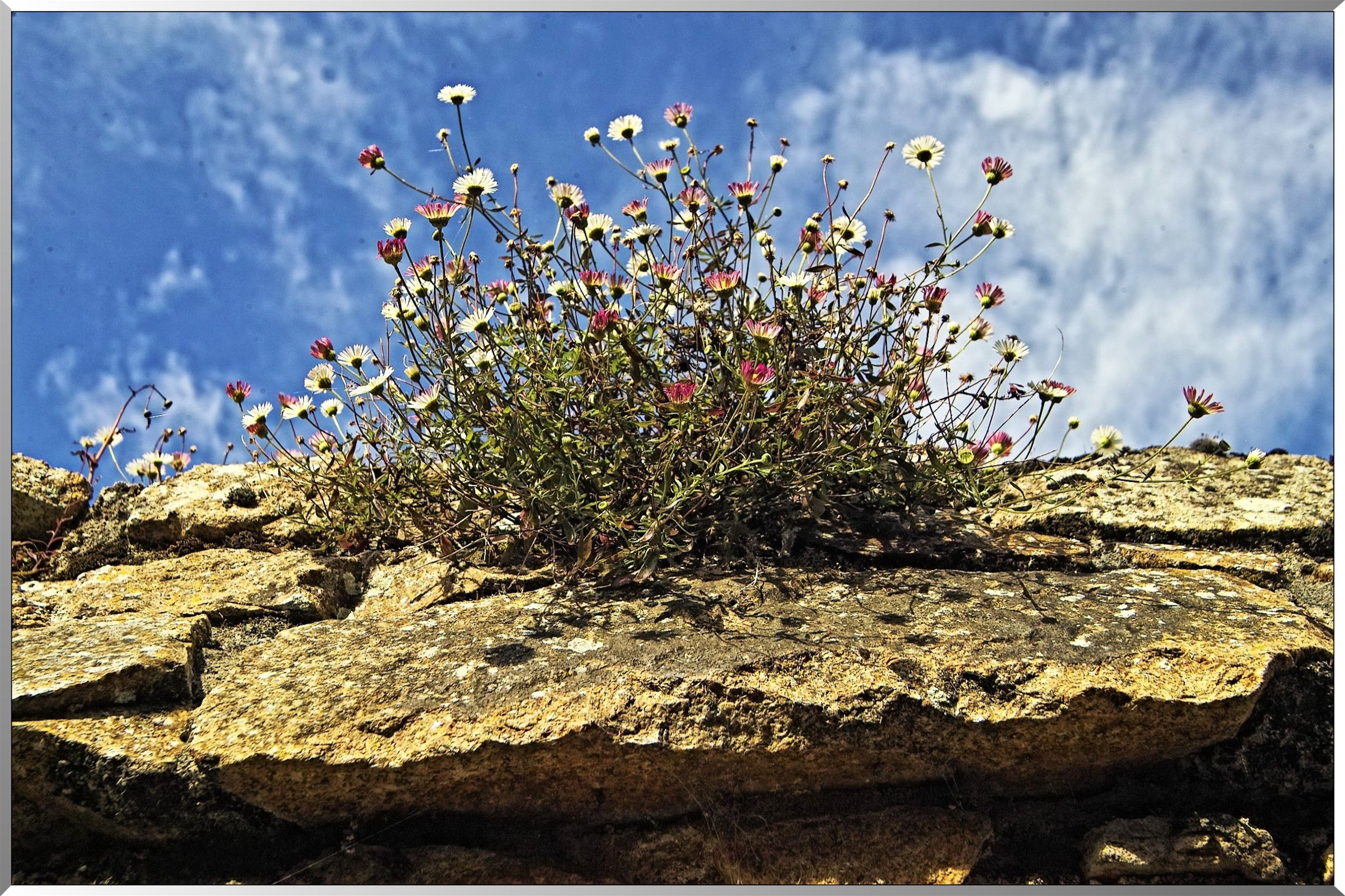 Fleurs