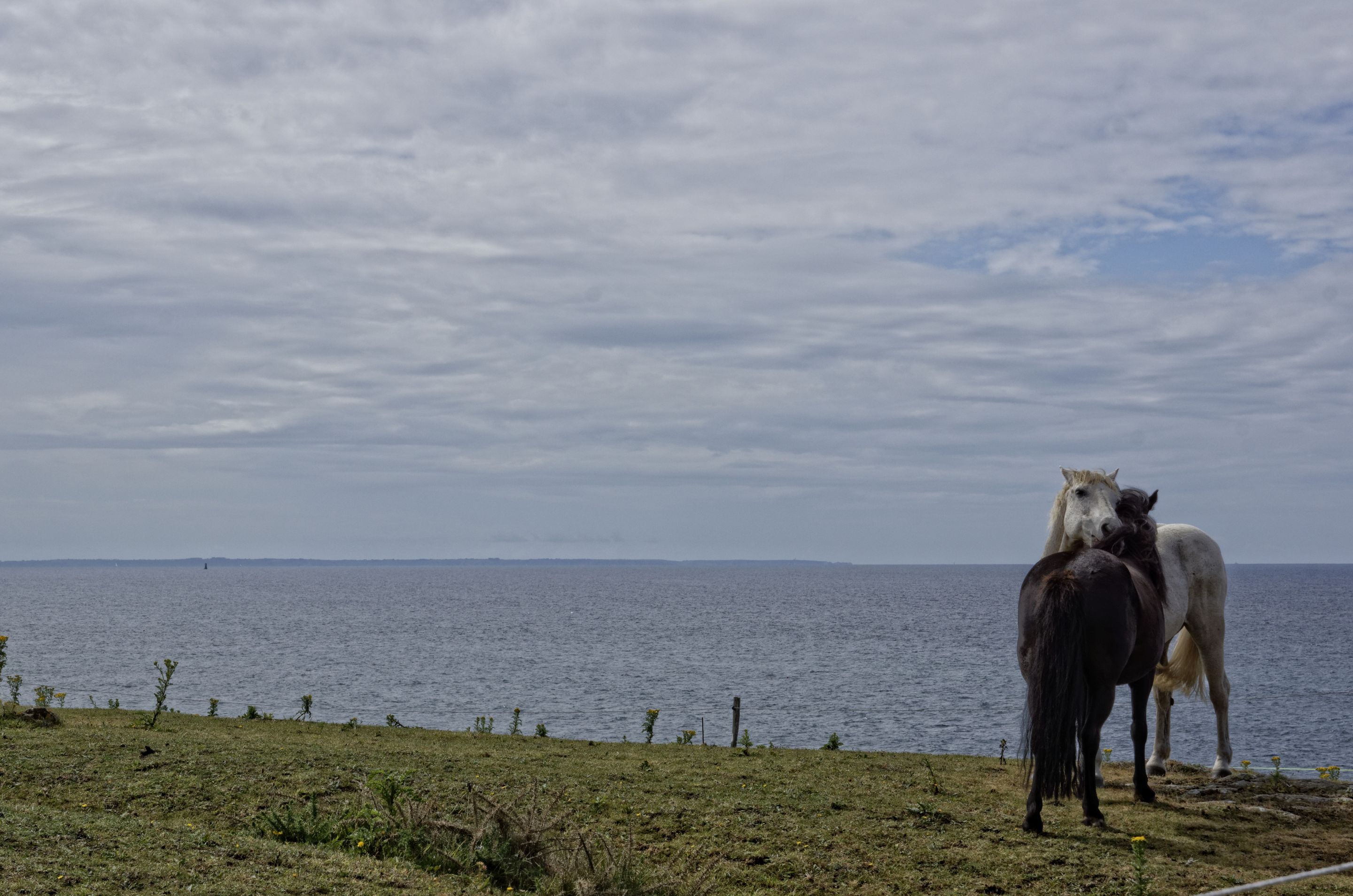 Chevaux