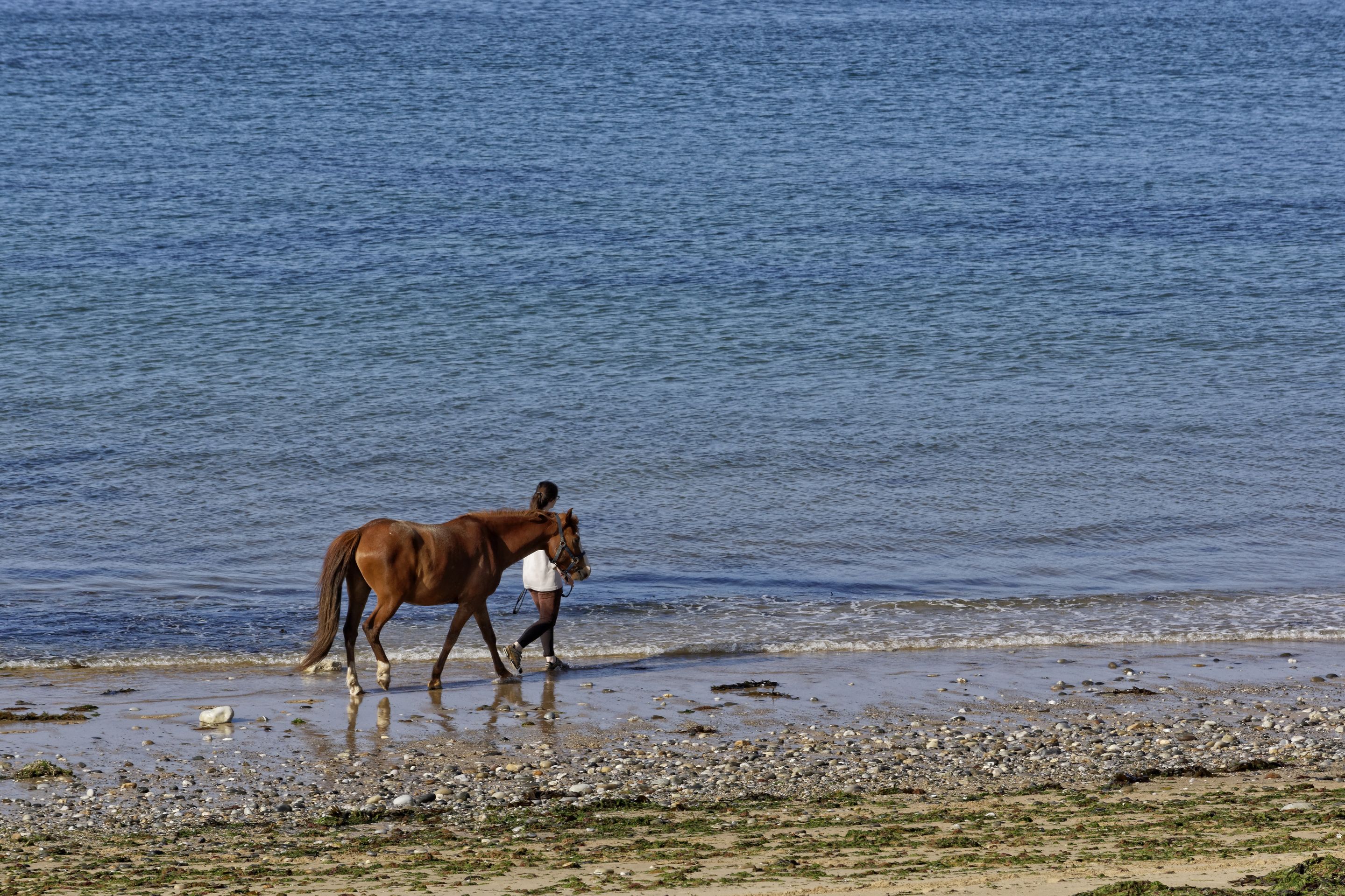 Cheval