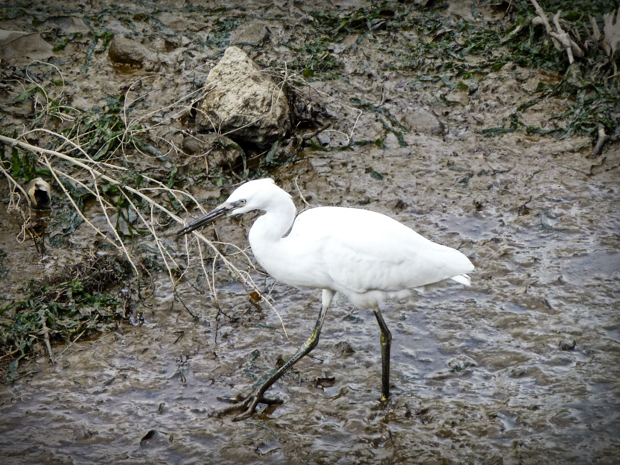 Aigrette garzette