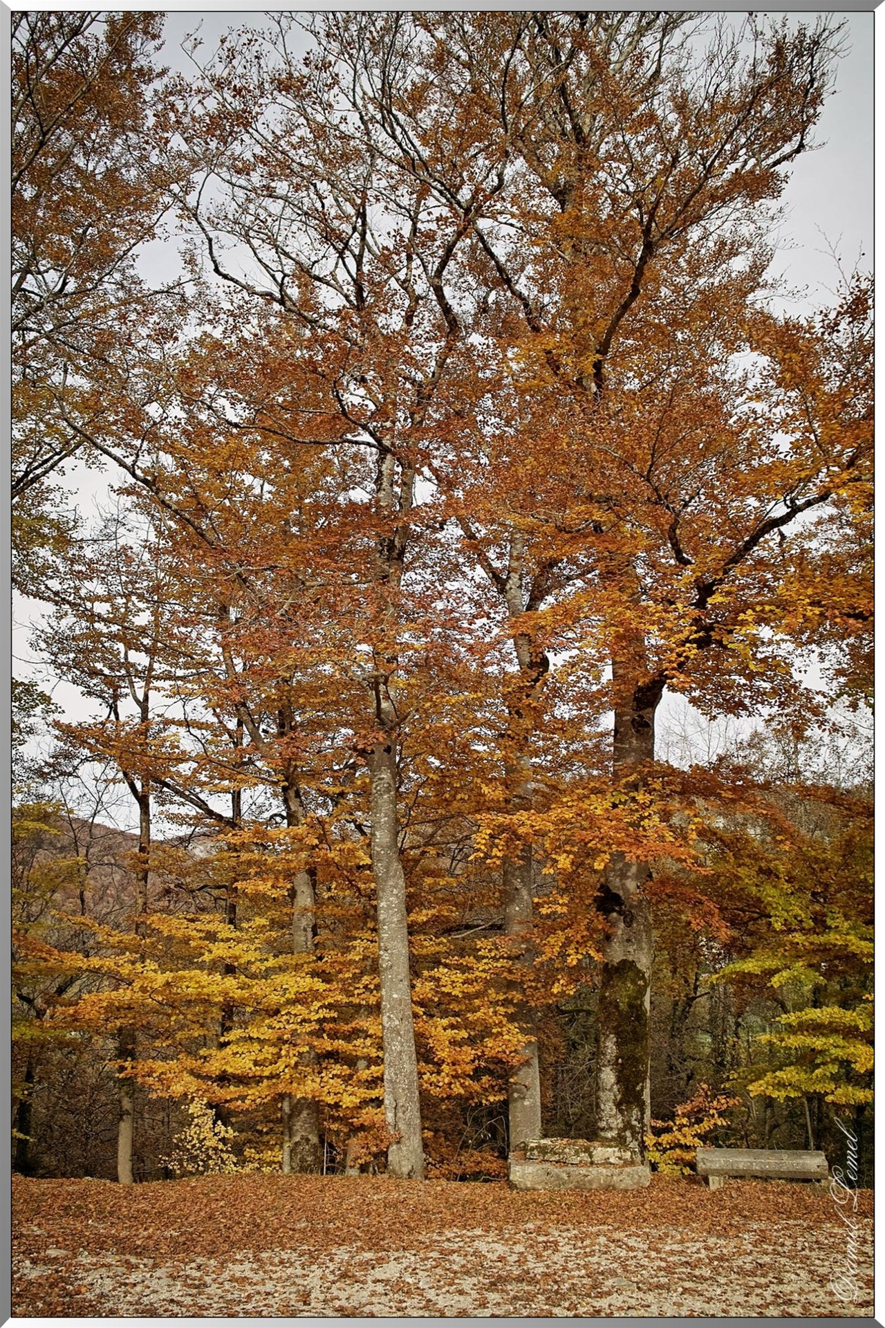 Arbre