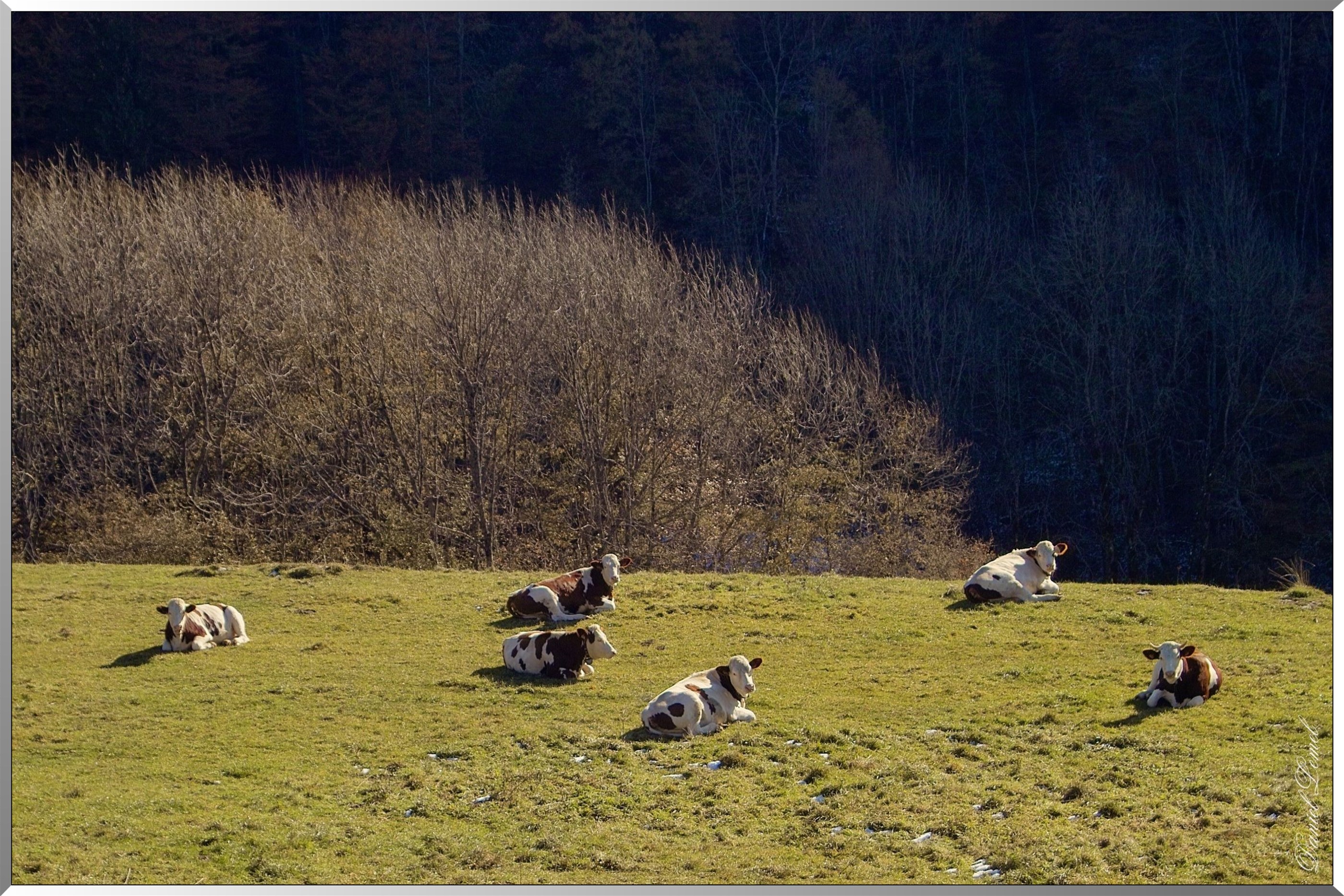Au petit matin