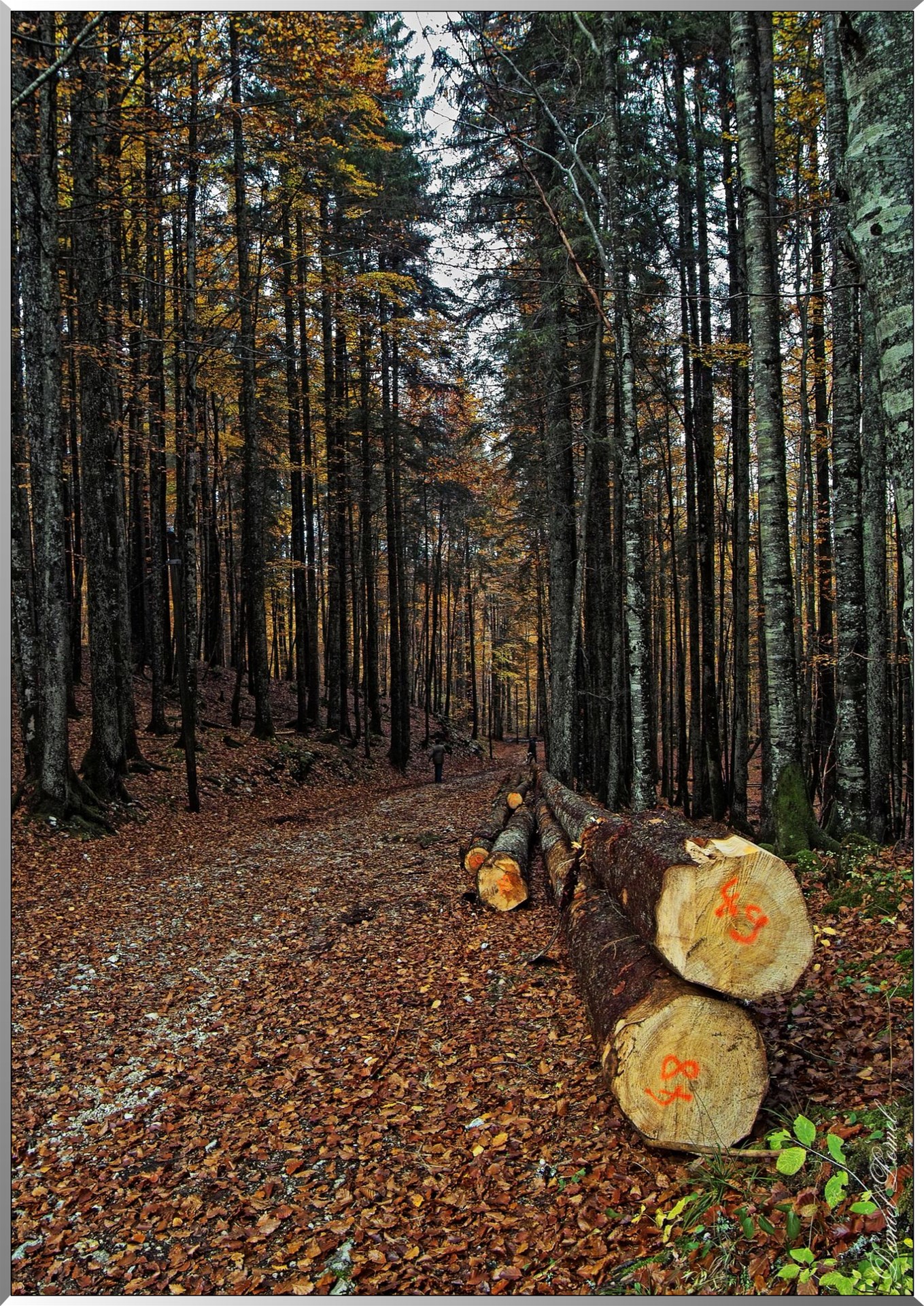 Forêt de Prémanon