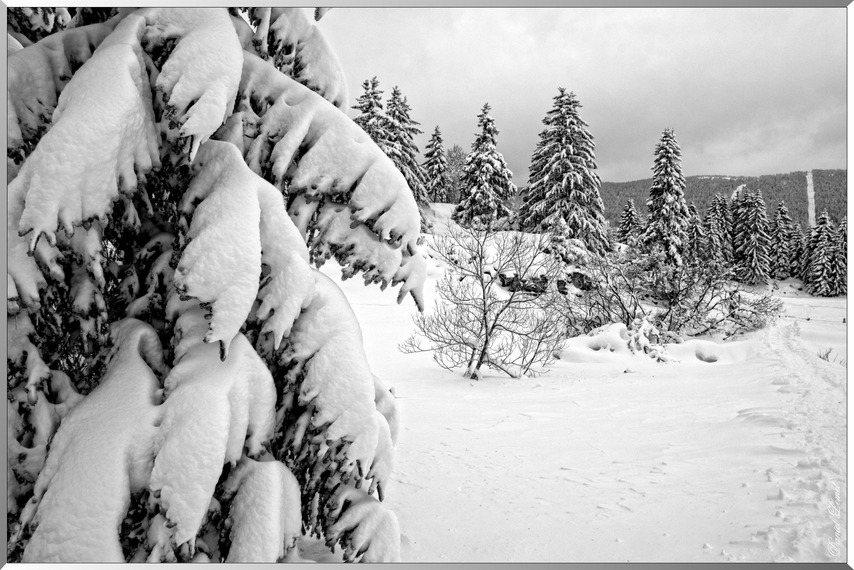 Sapins enneigés