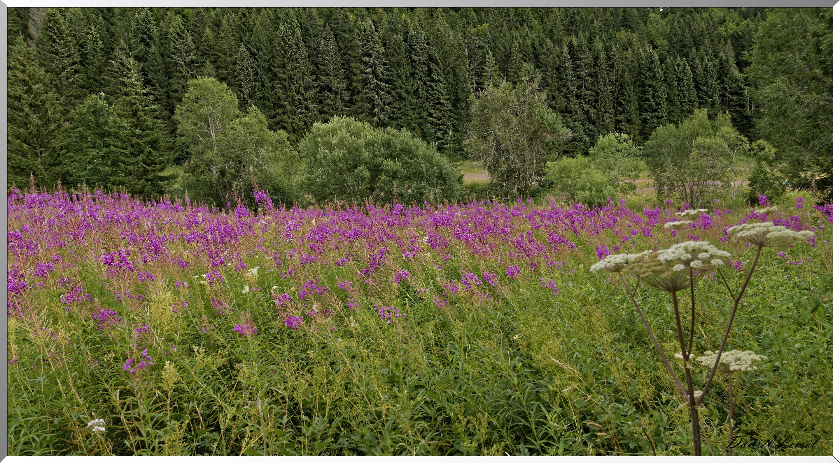 Champs de fleurs