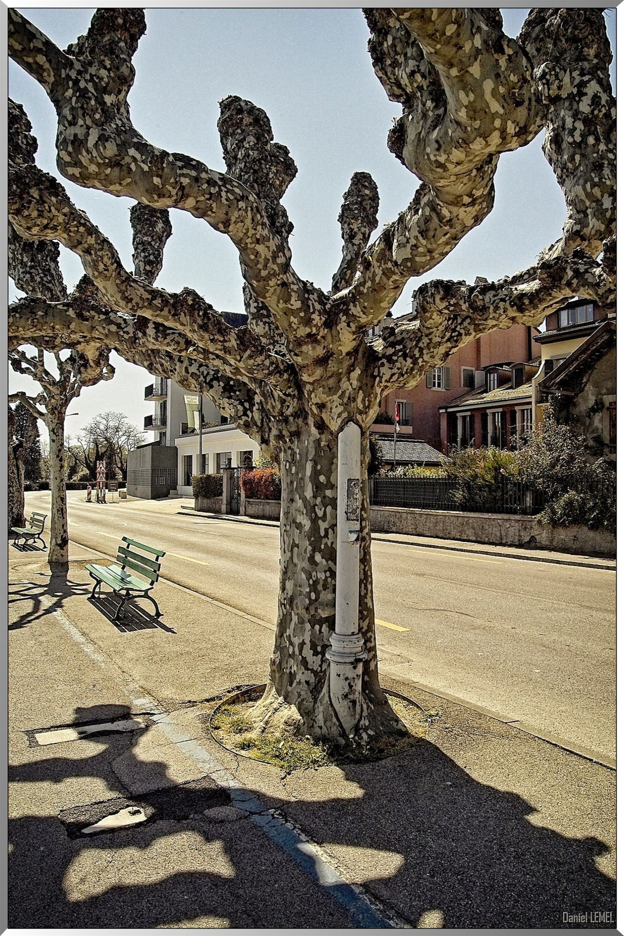 Platane - Nyon