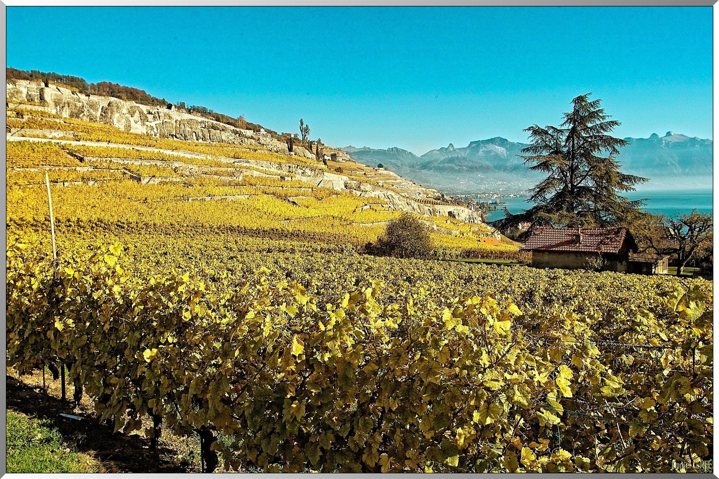 Vignobles