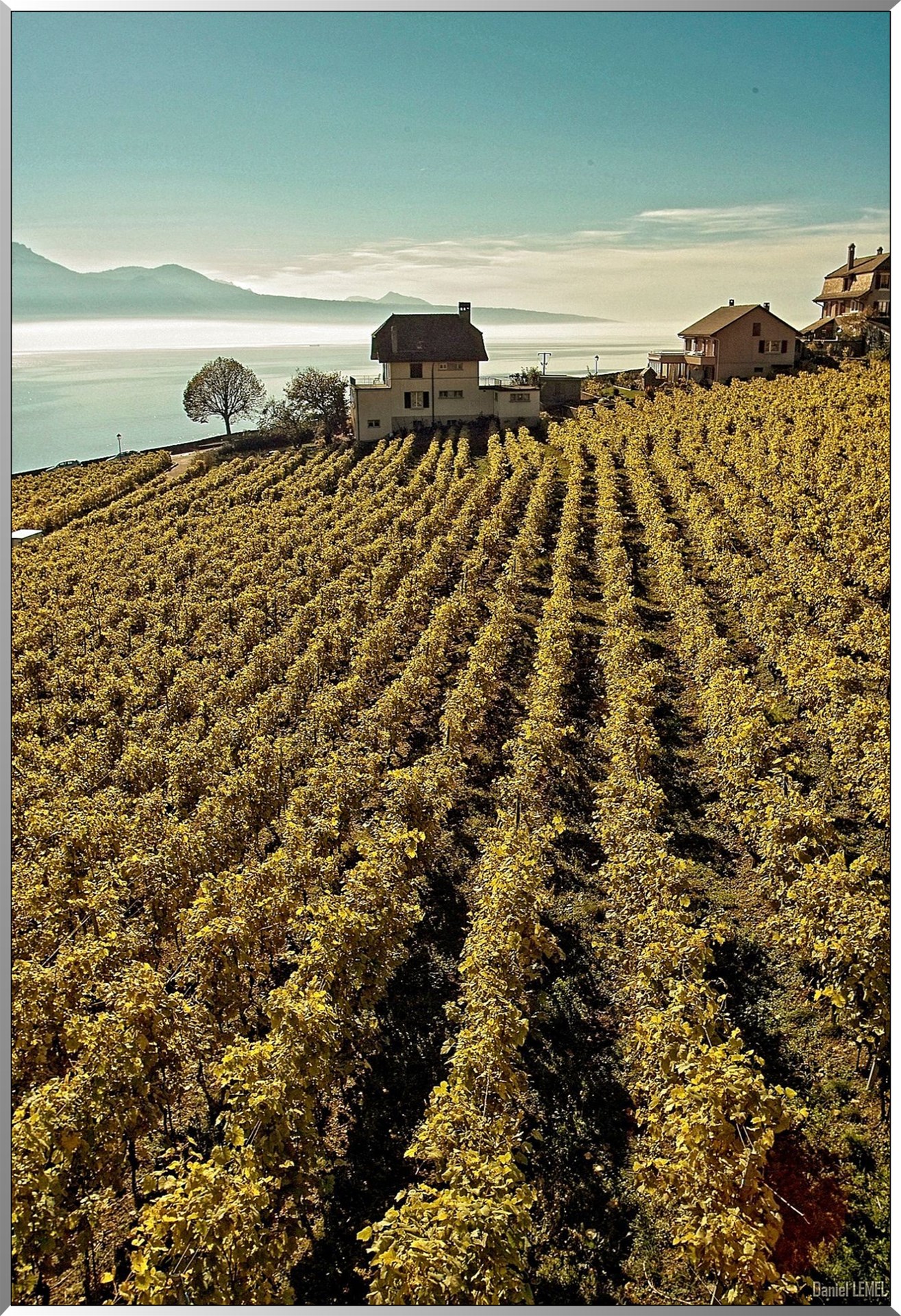 Vignobles