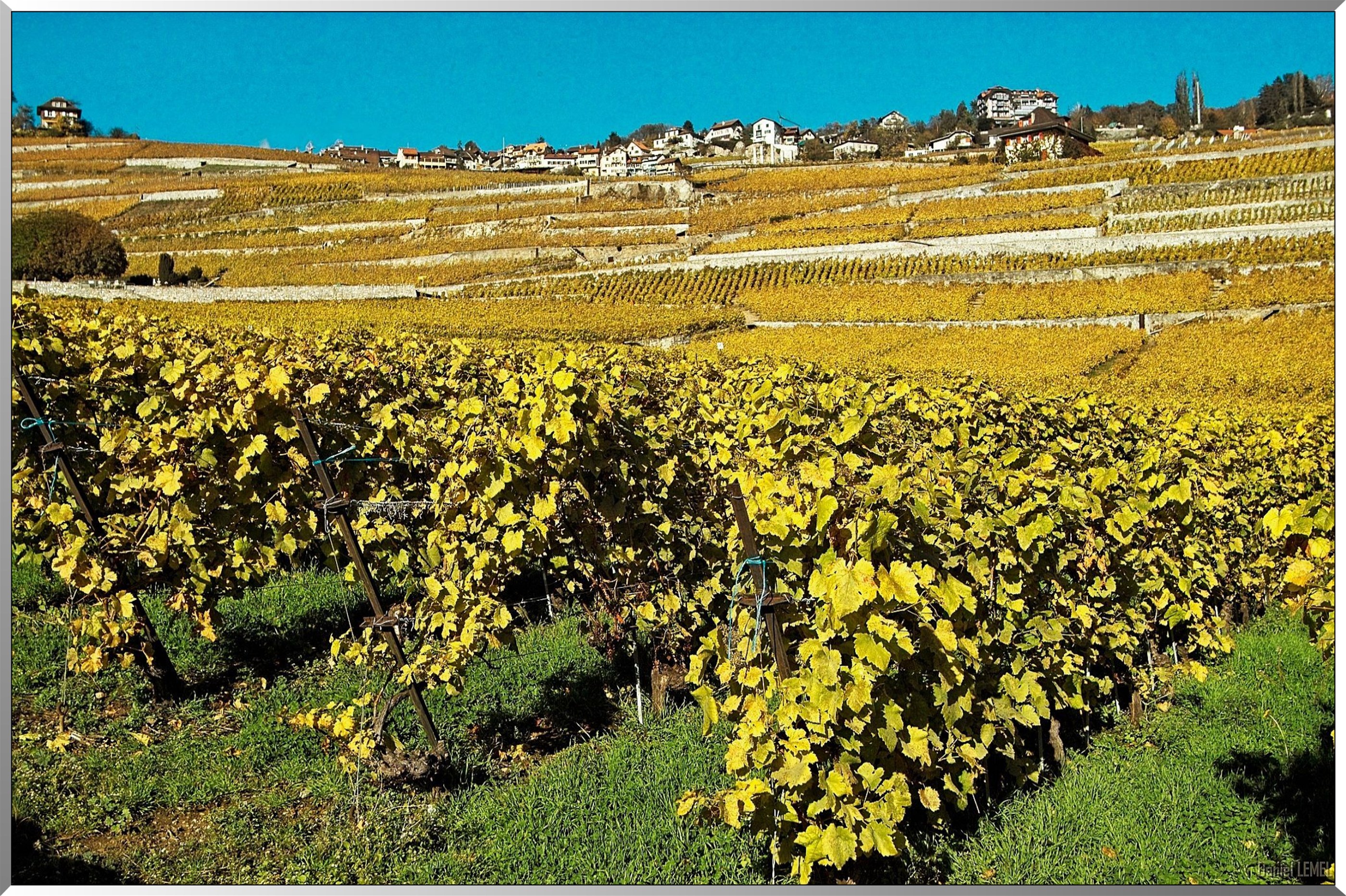 Vignobles