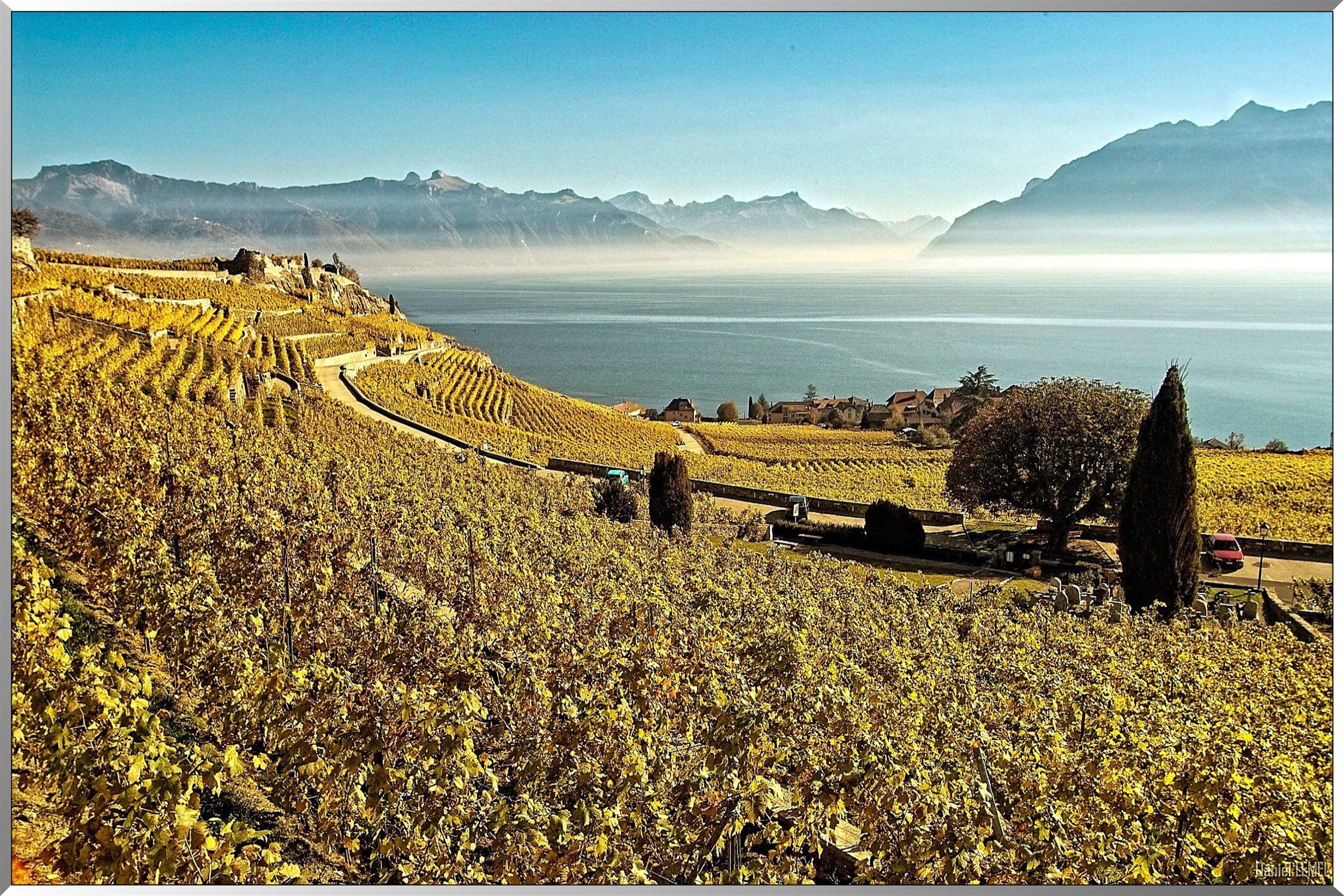 Vignobles