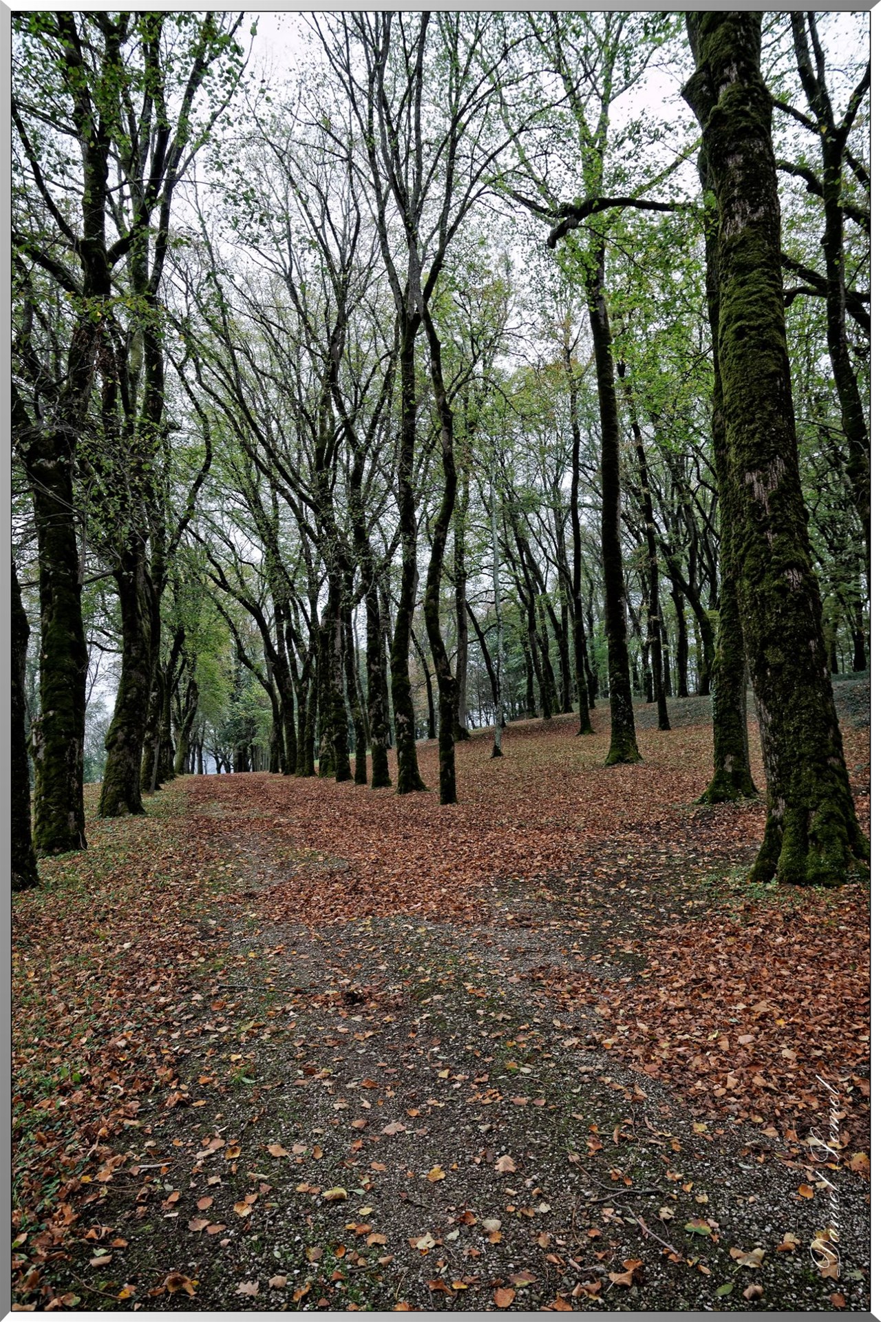 Allée