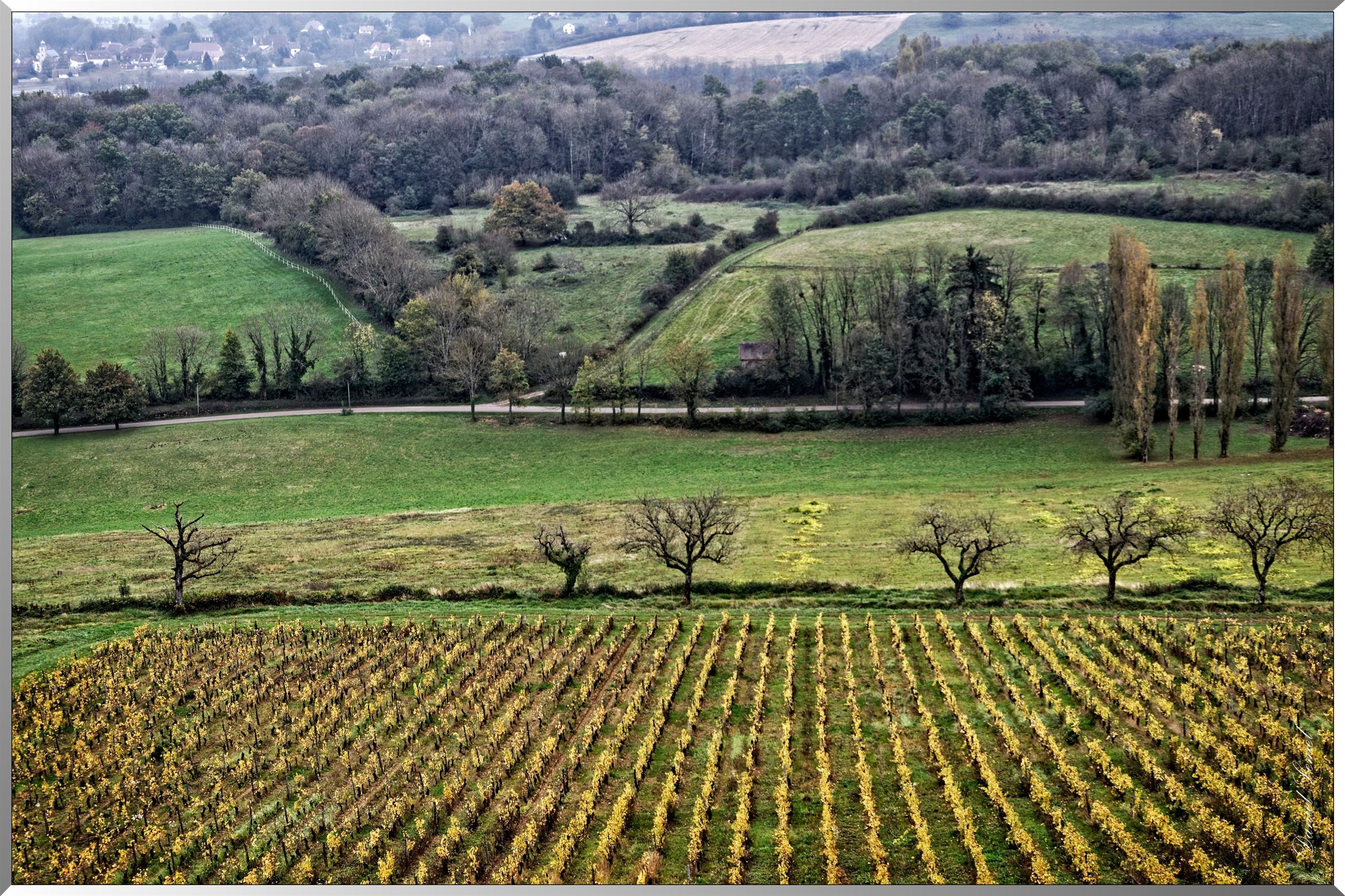 Vignoble