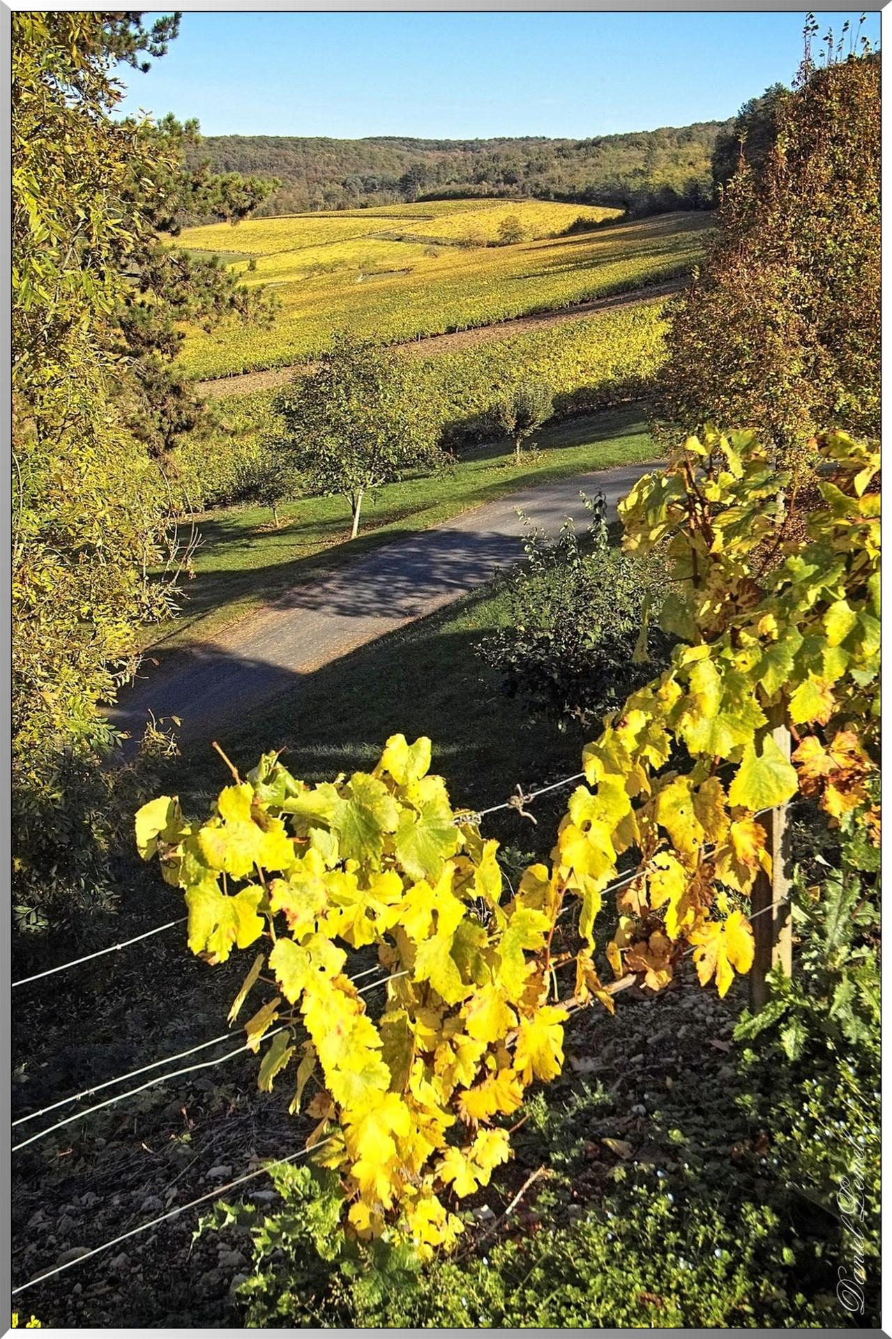 Vignoble de Chablis