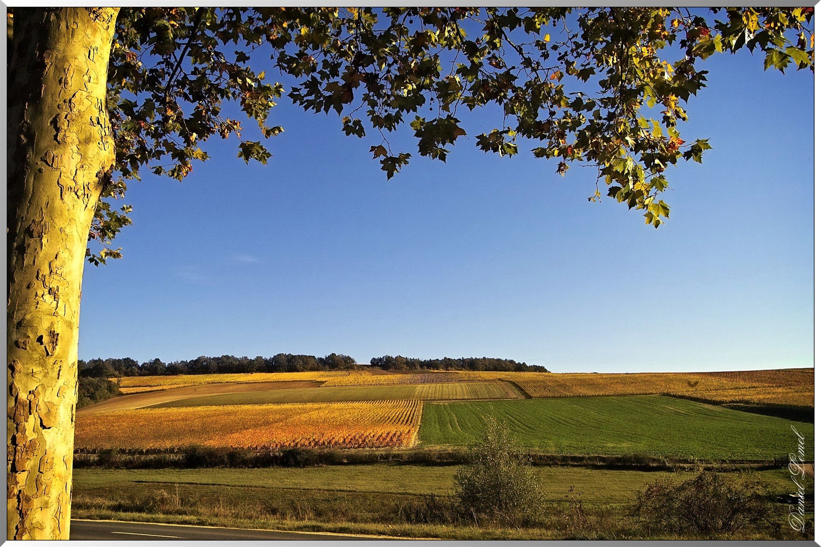 Vignoble de Chablis