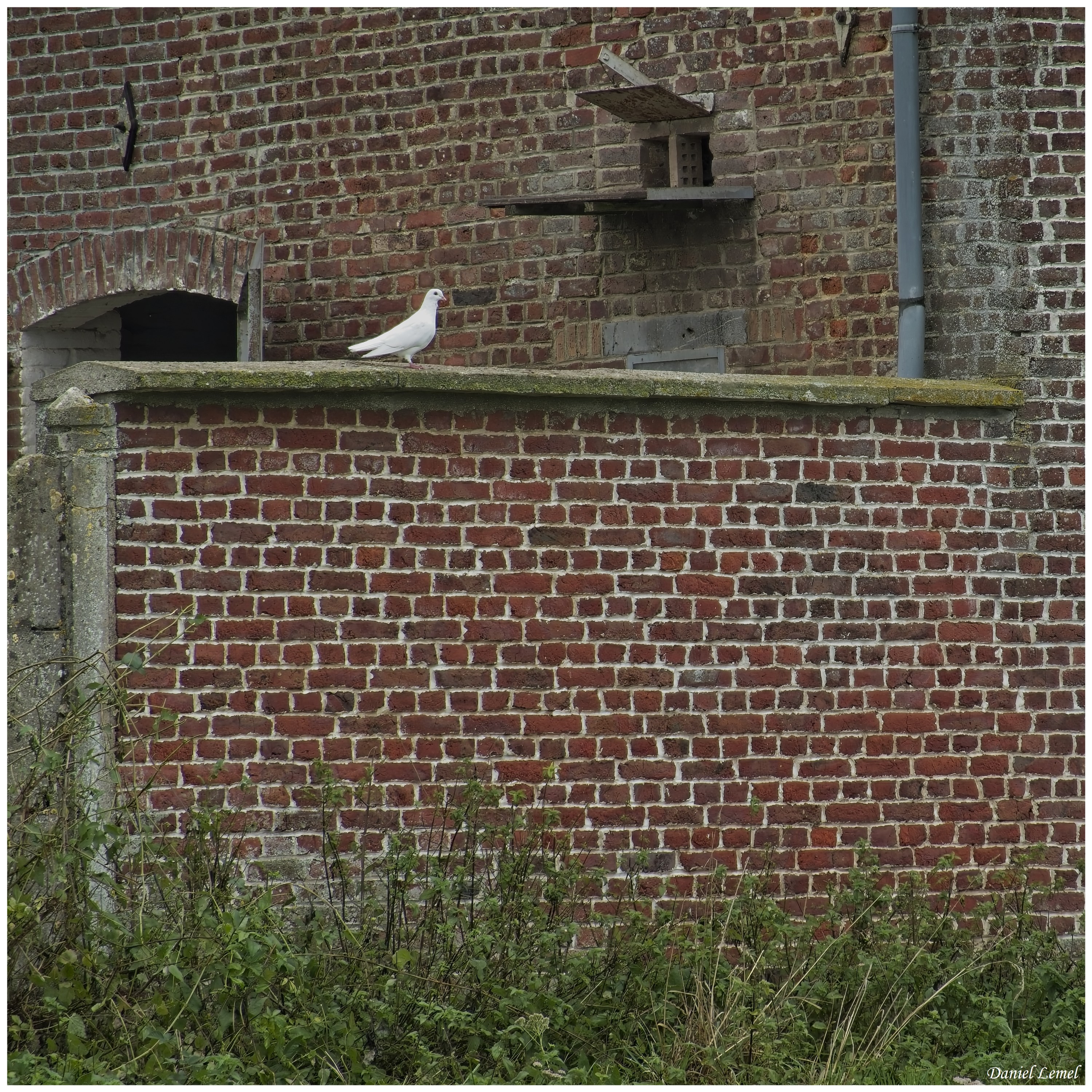  DSC7025 001W