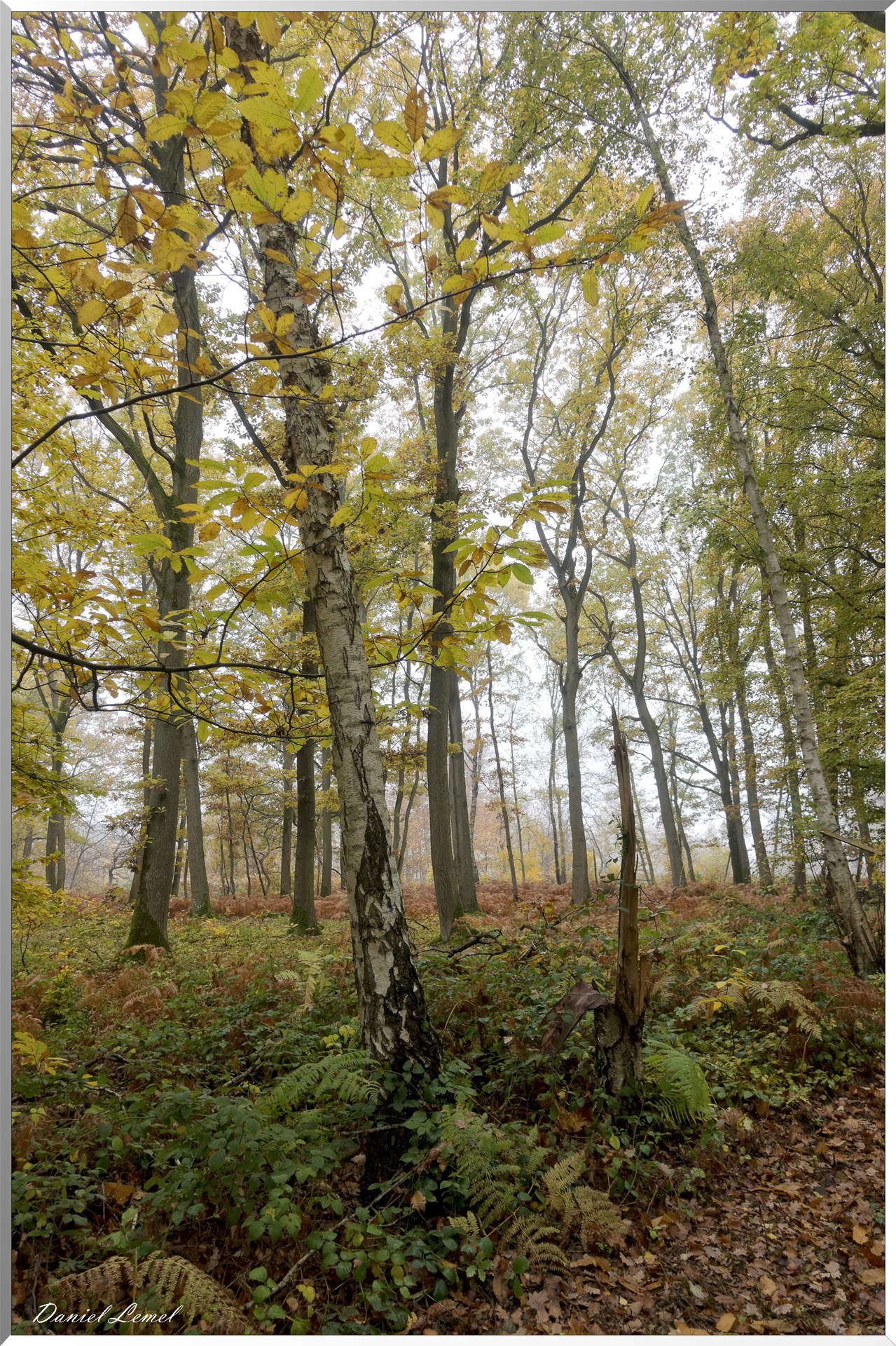 Vernon - Forêt du LRBA