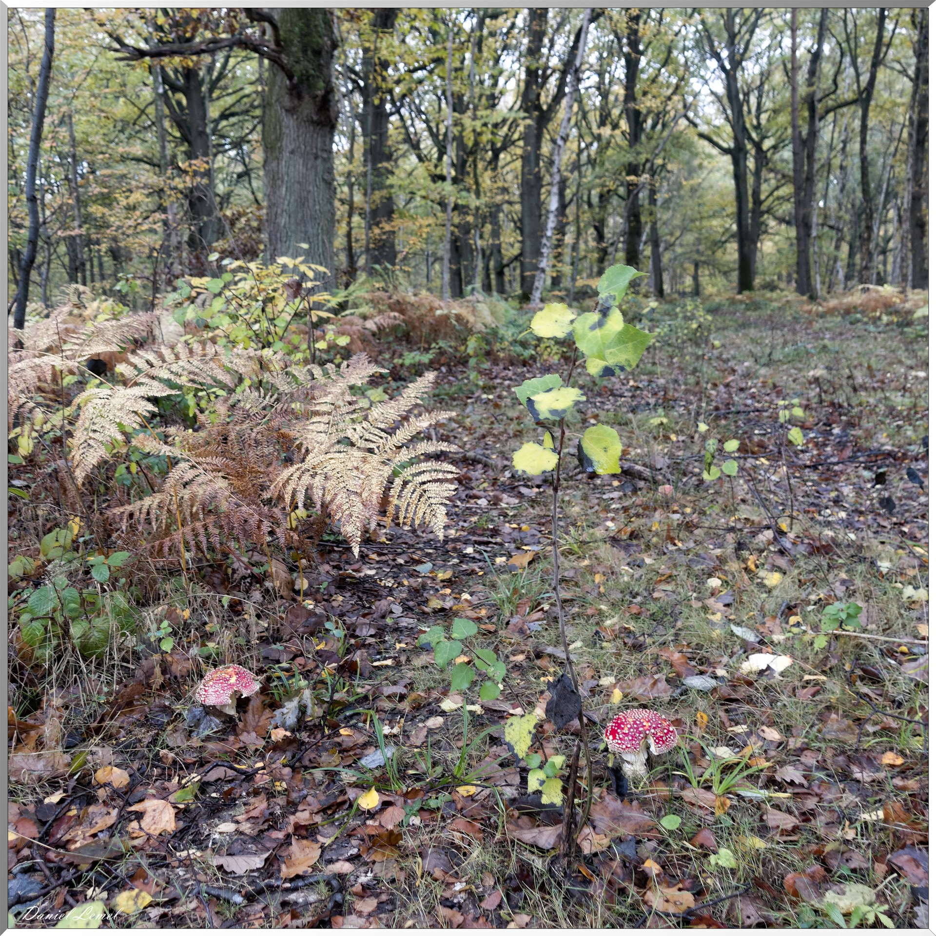Vernon - Forêt du LRBA